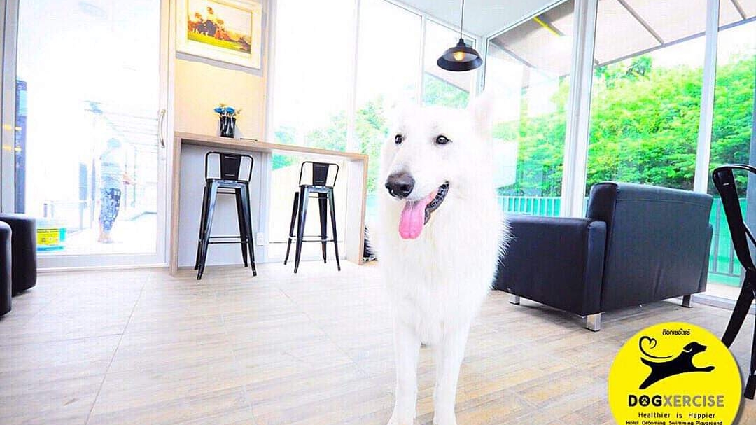 Dogxercise