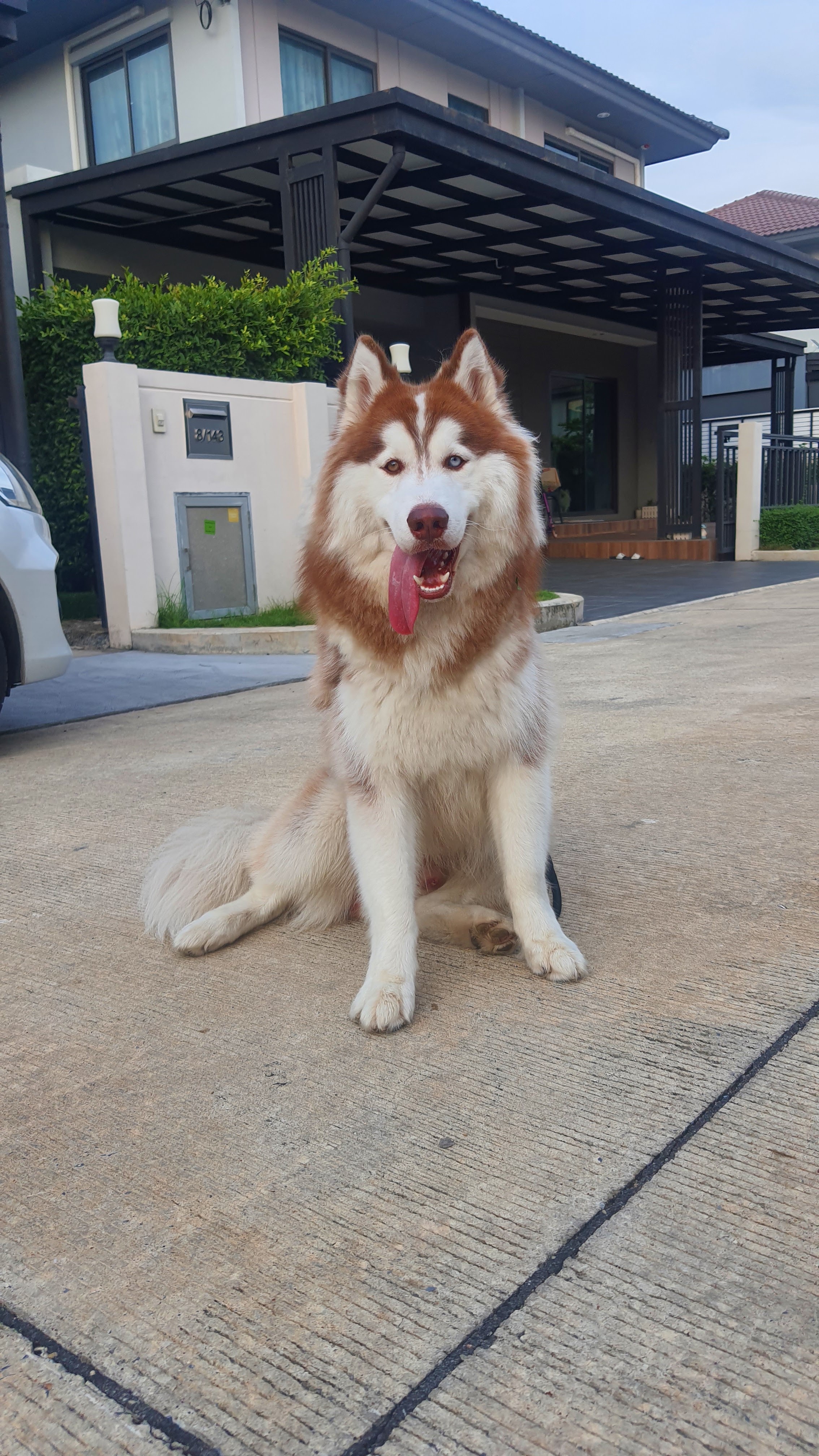 Dogxercise