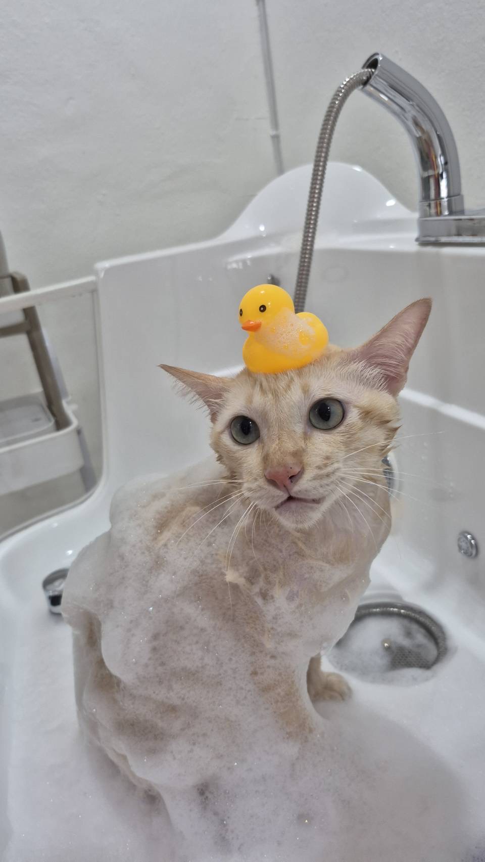 Dozy Cat Grooming & Hotel