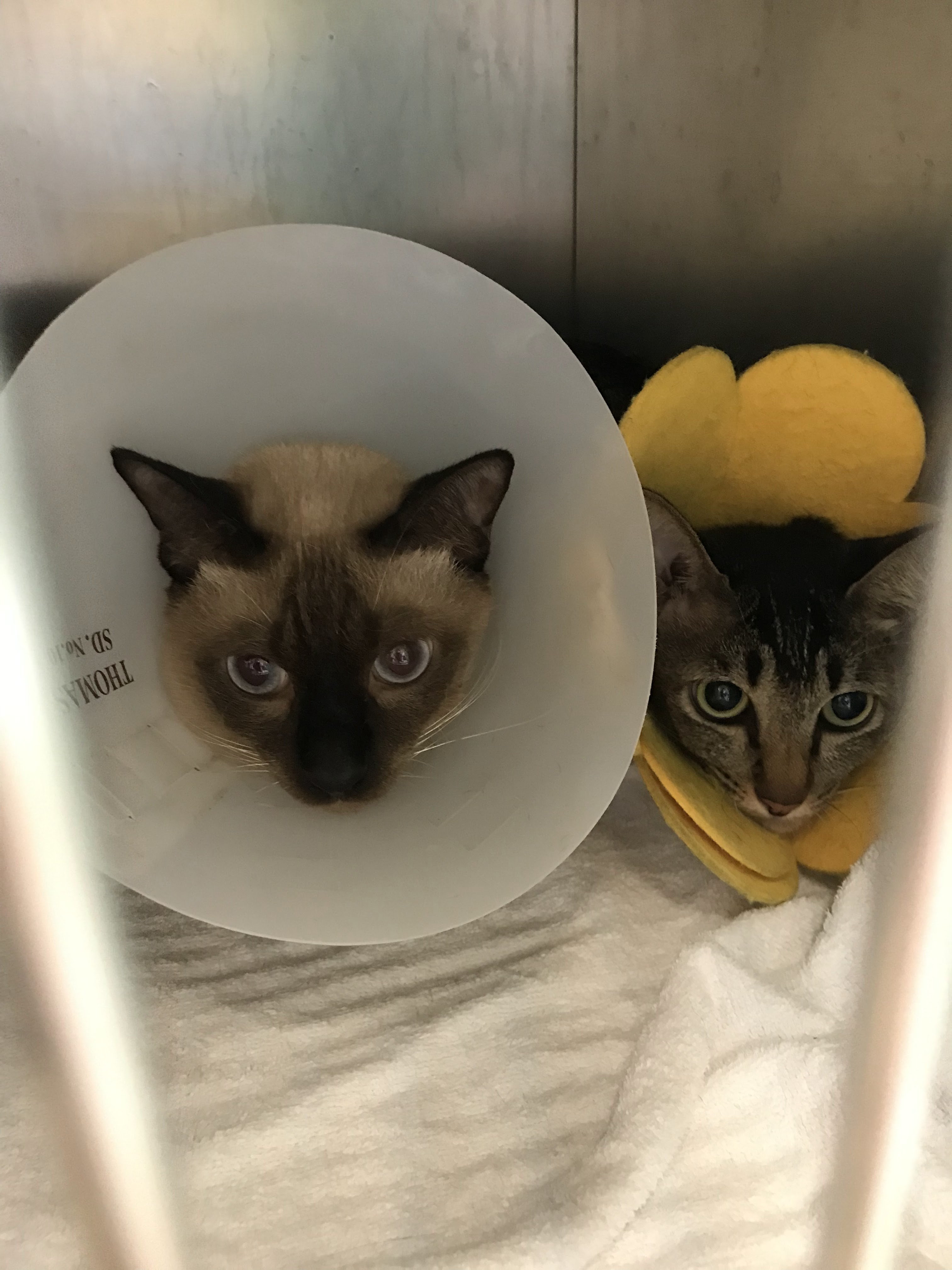 Dr.K Veterinary clinic