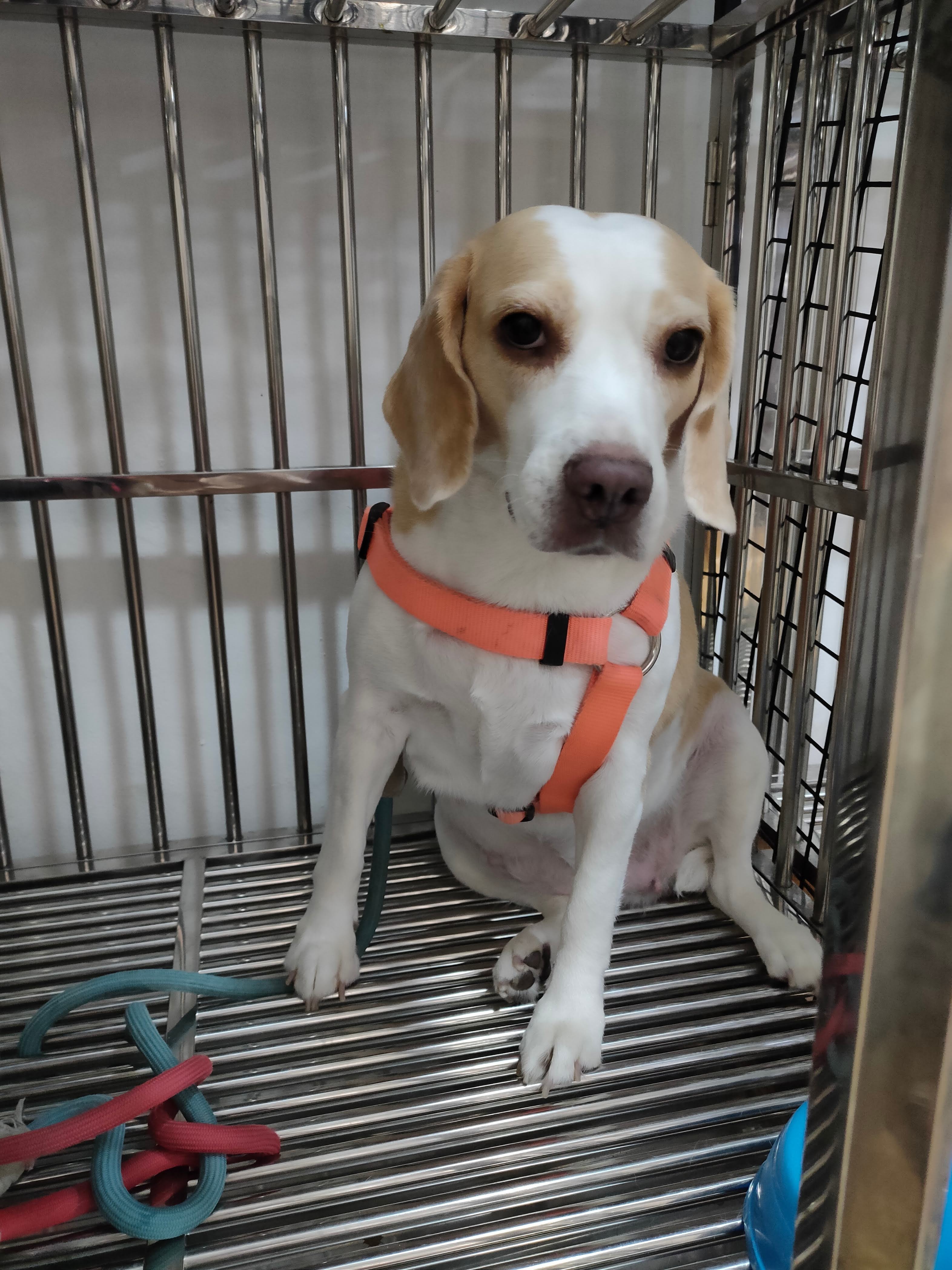 DR.PHORN VET. CLINIC