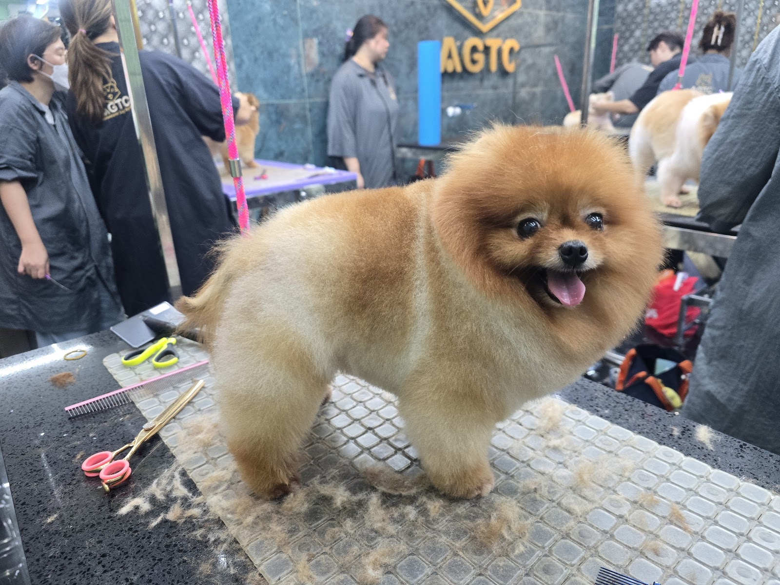 Dream House Grooming