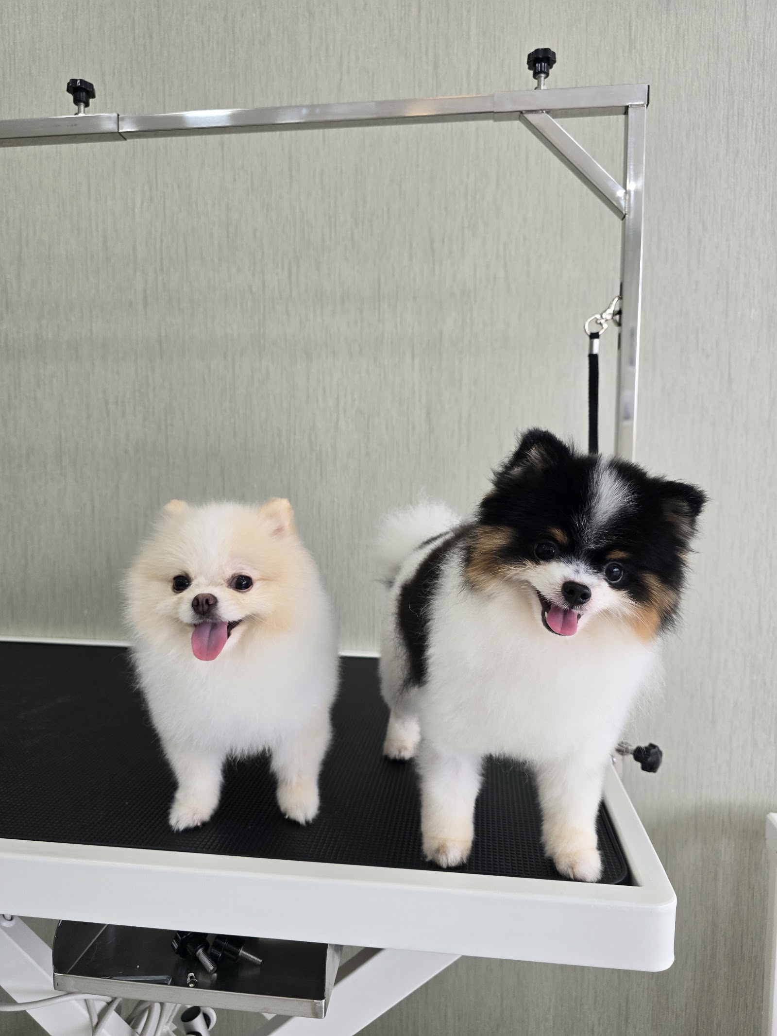Dream House Grooming