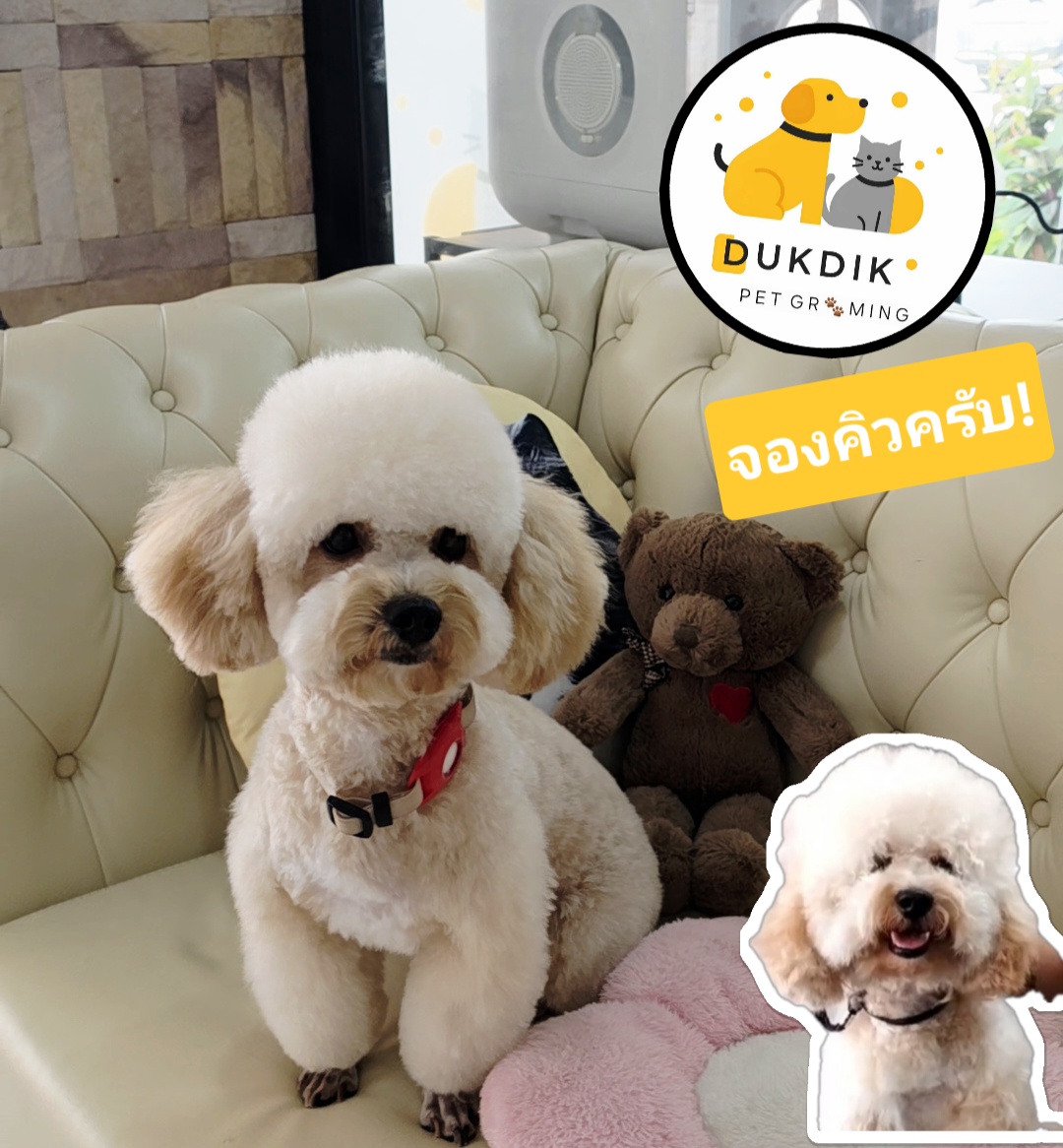 Duk dik grooming