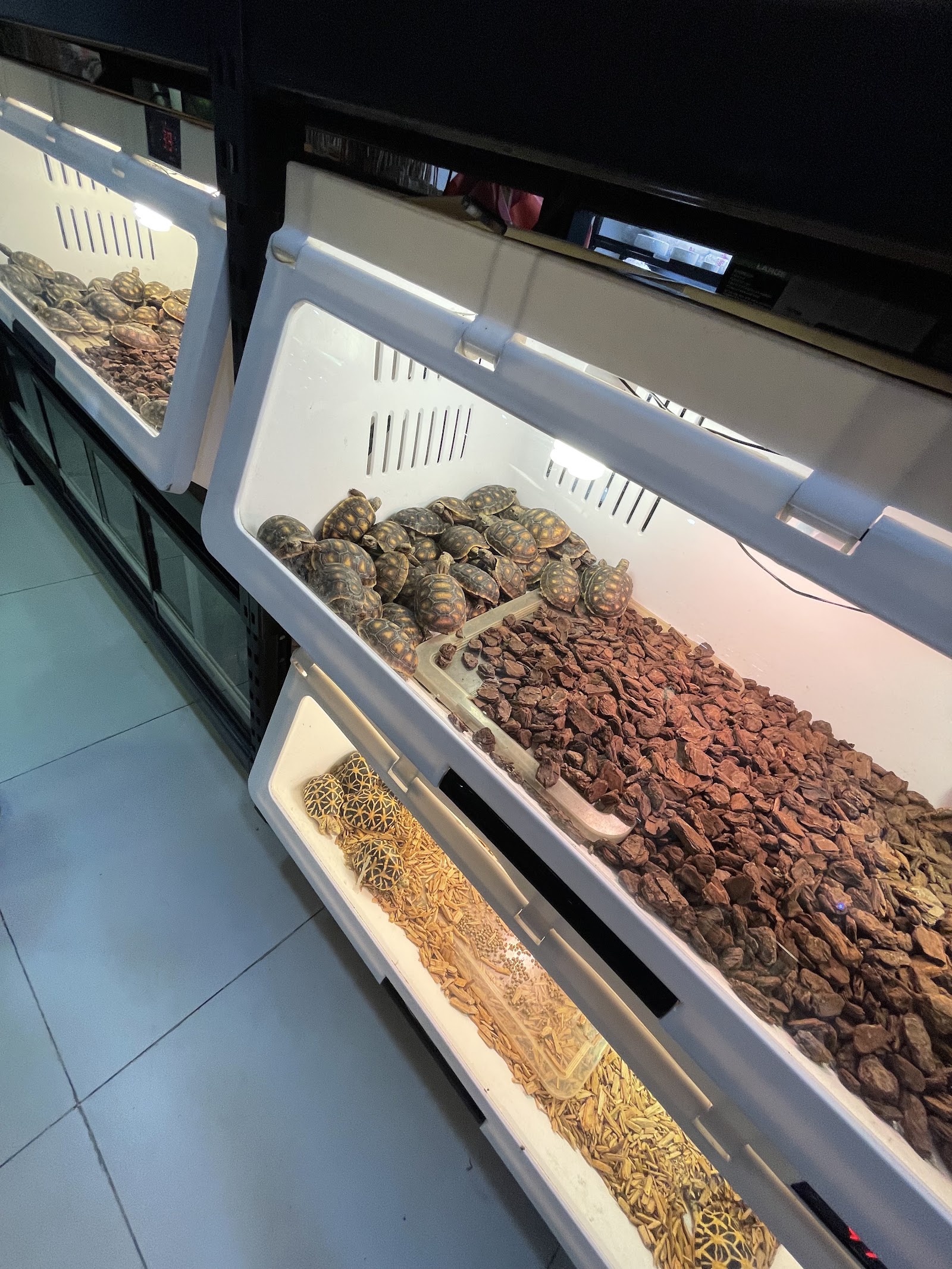 Exotic Pets Studio Jatujak