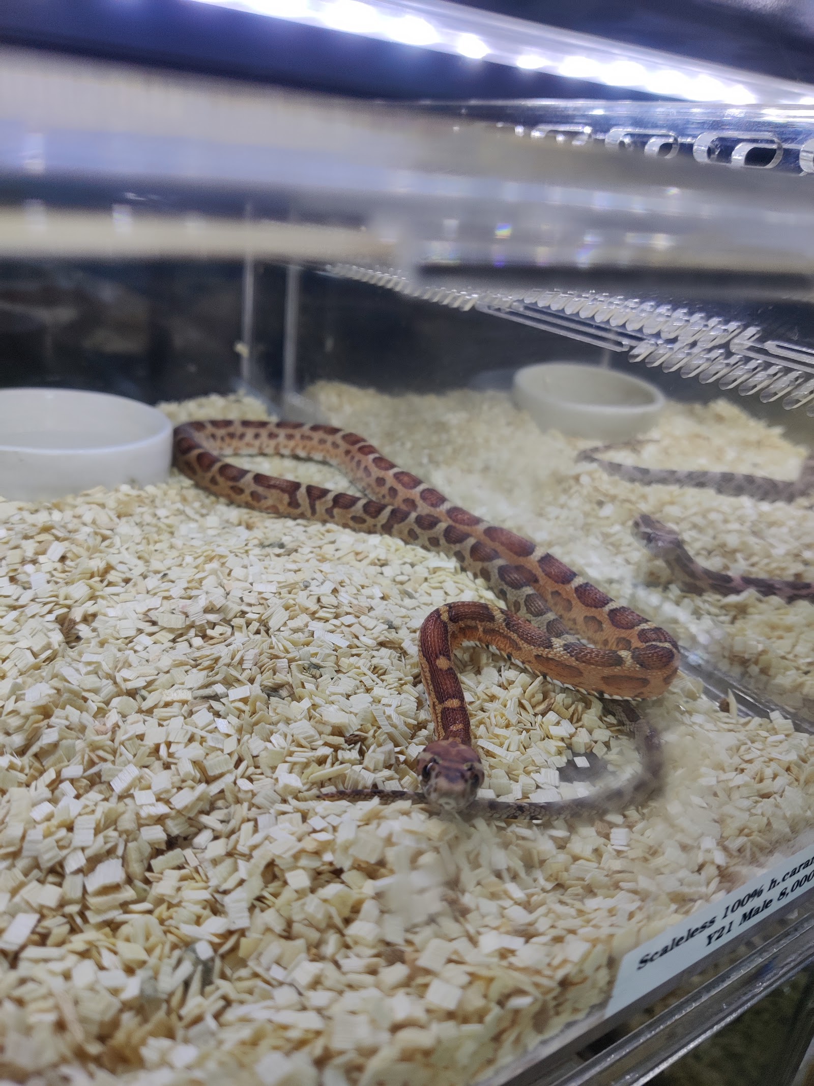 Exotic Pets Studio Jatujak