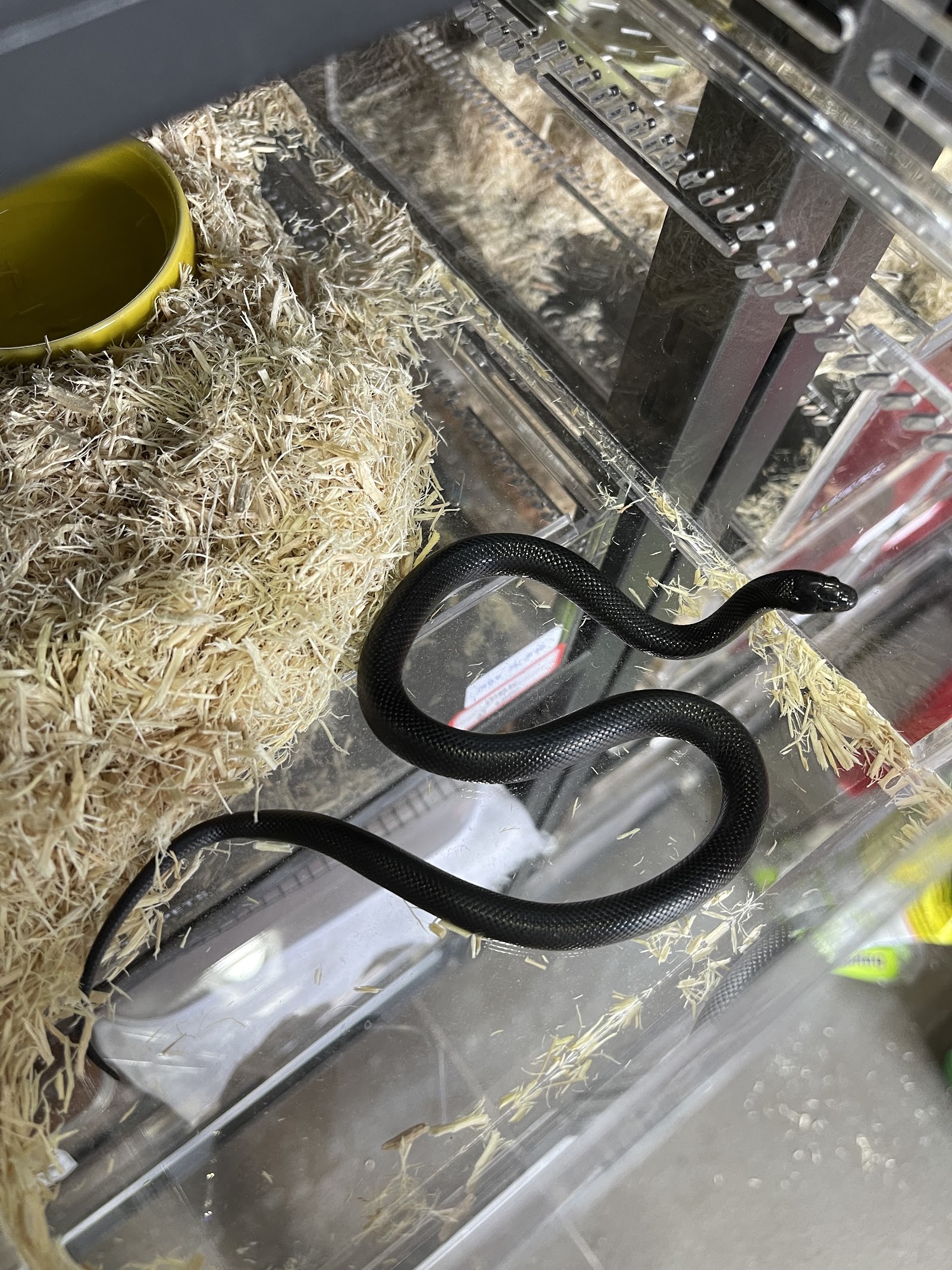 Exotic Pets Studio Jatujak
