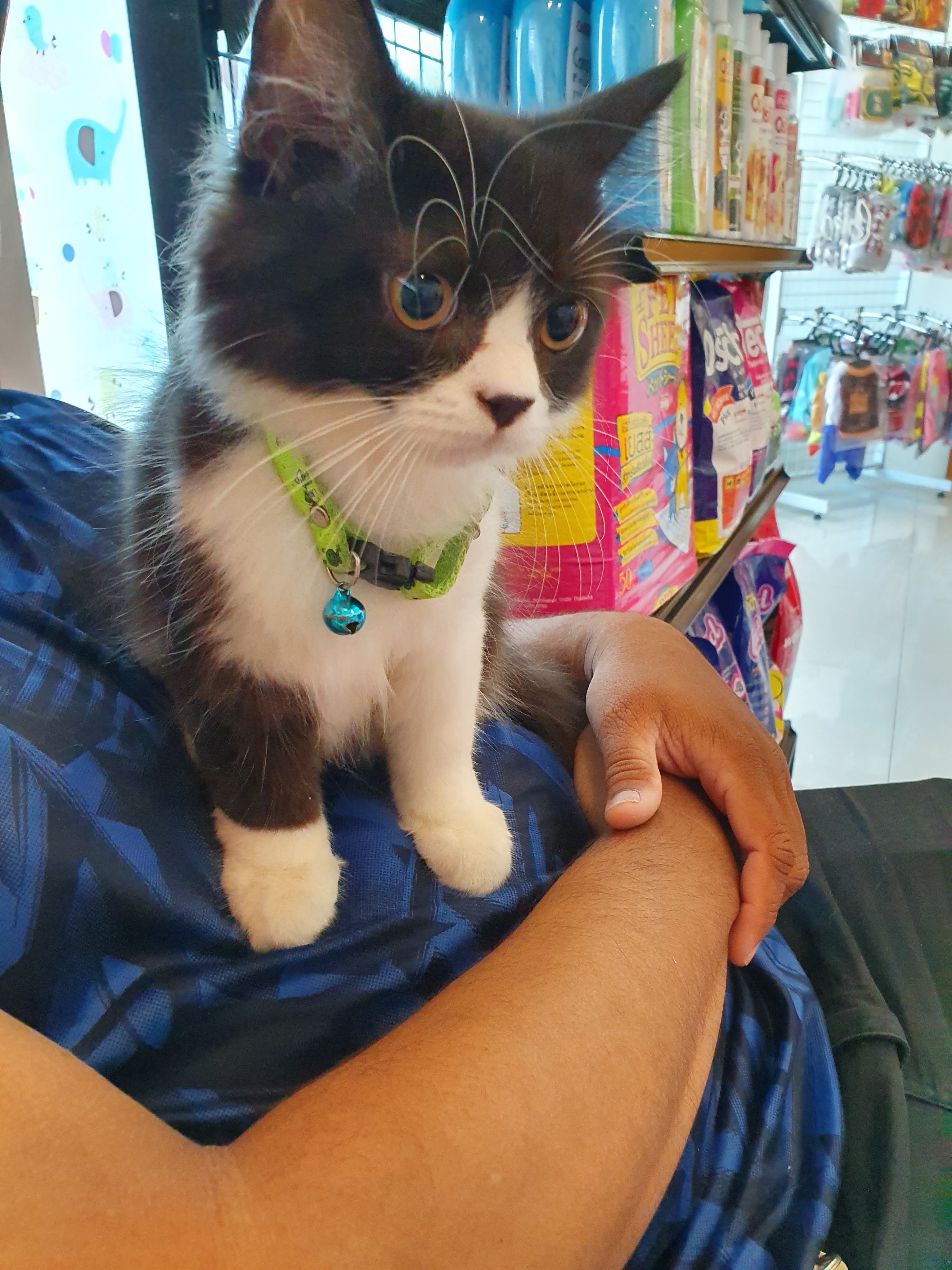 Famicare pet hospital