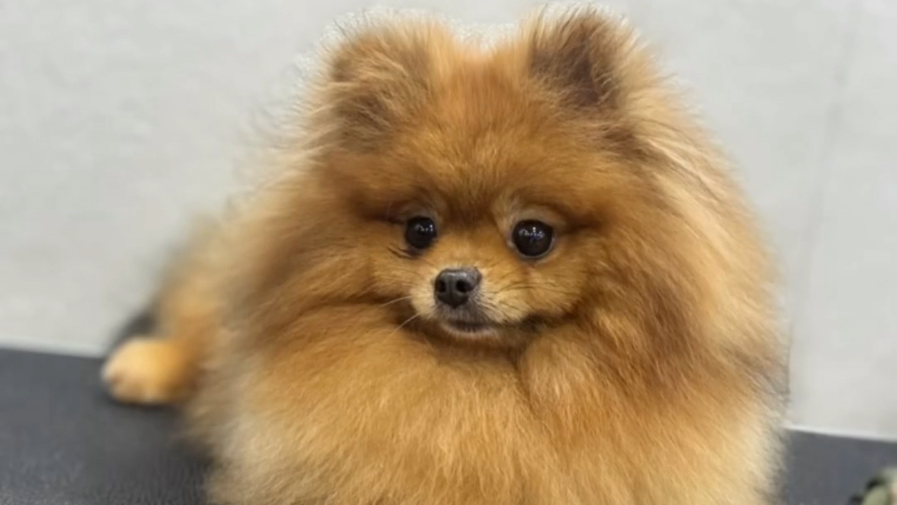 FC Pet Salon (Line: @fcpetsalon)