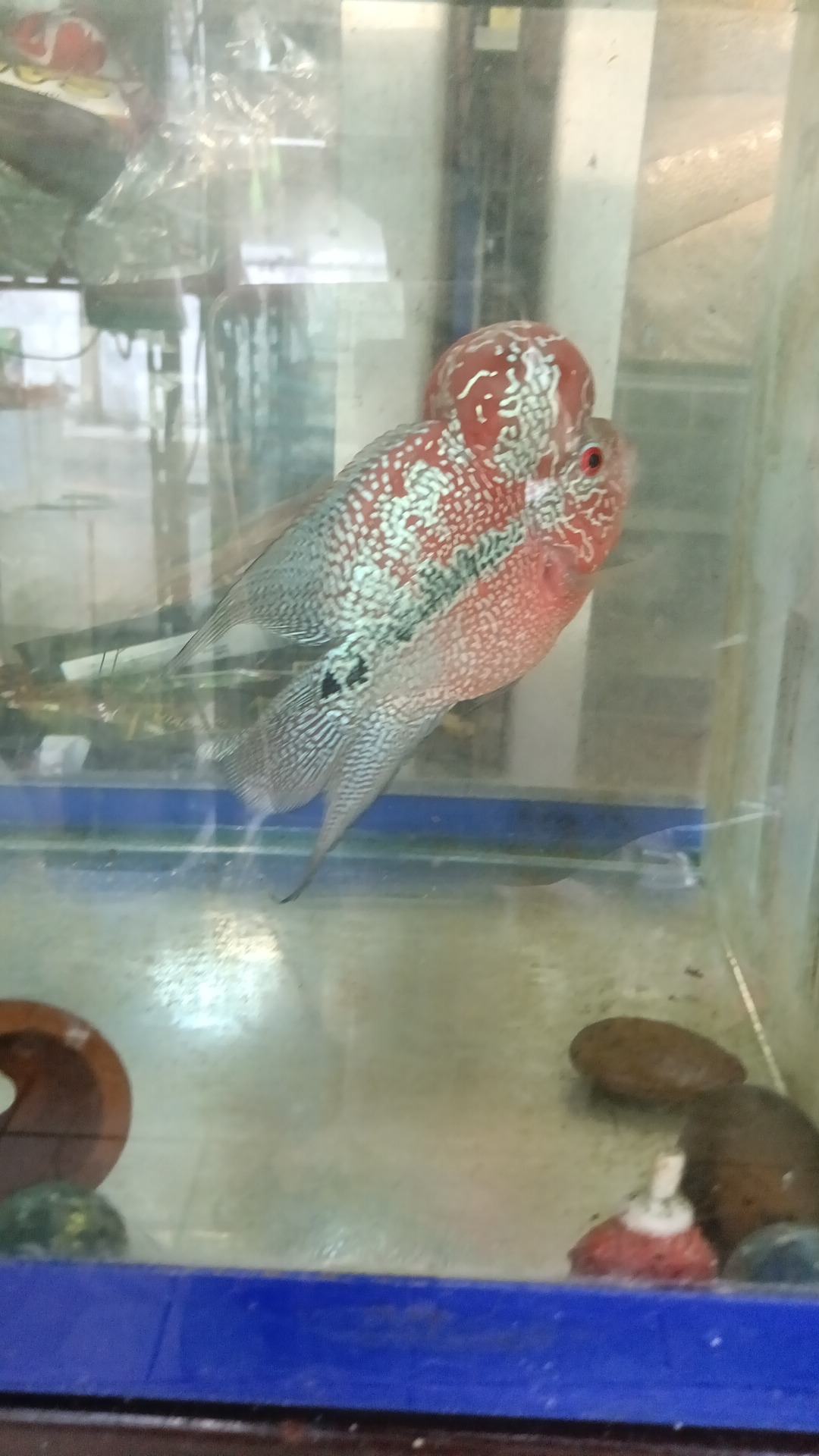 fish store