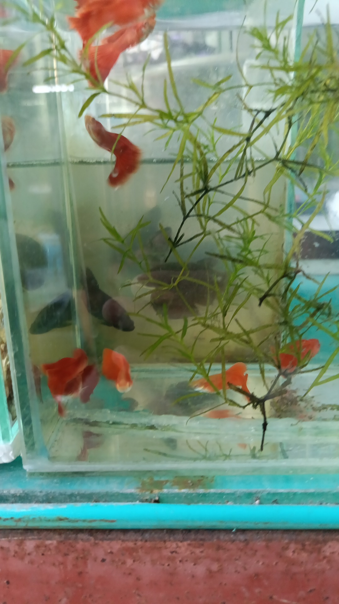 fish store