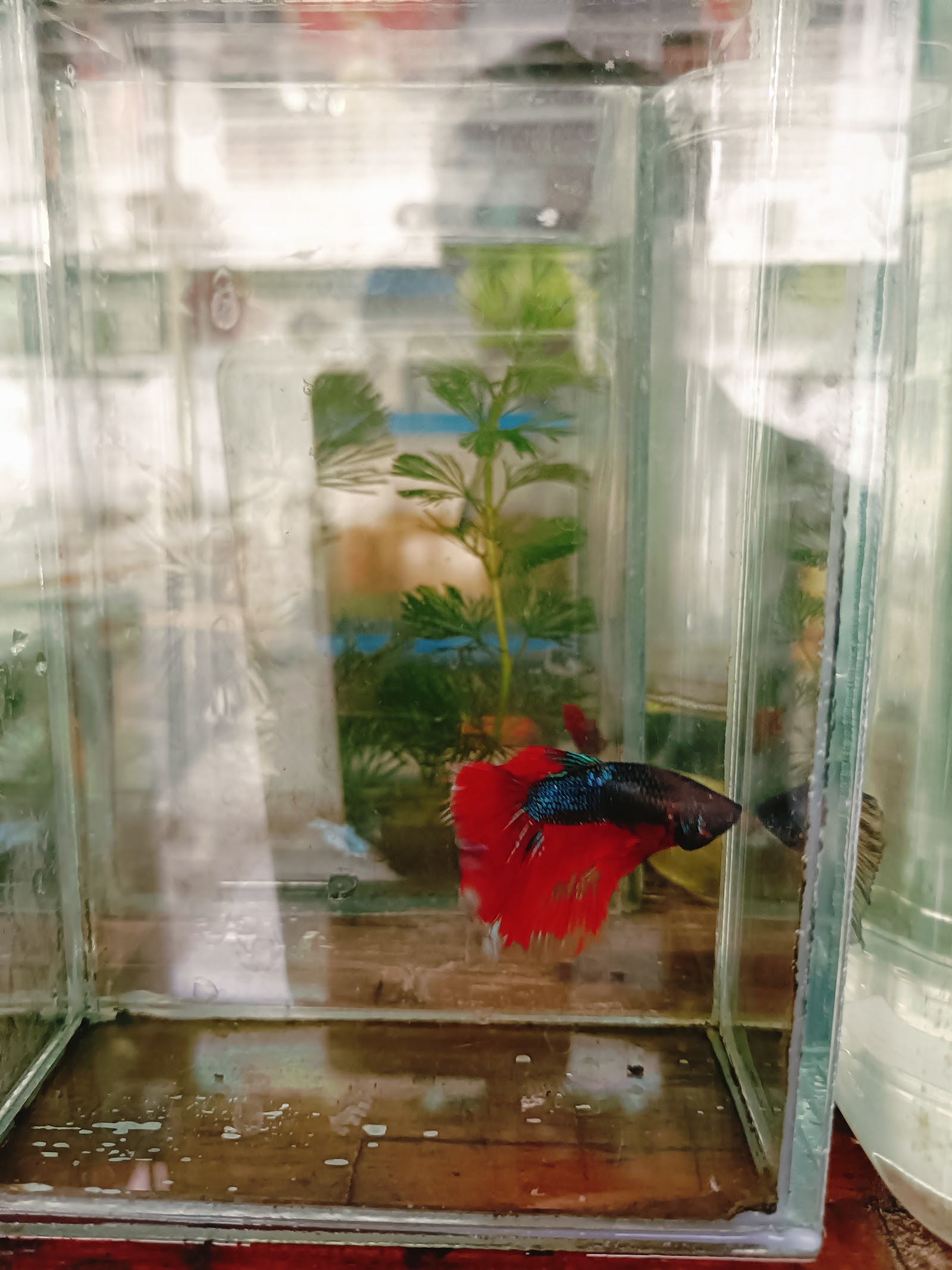 fish store