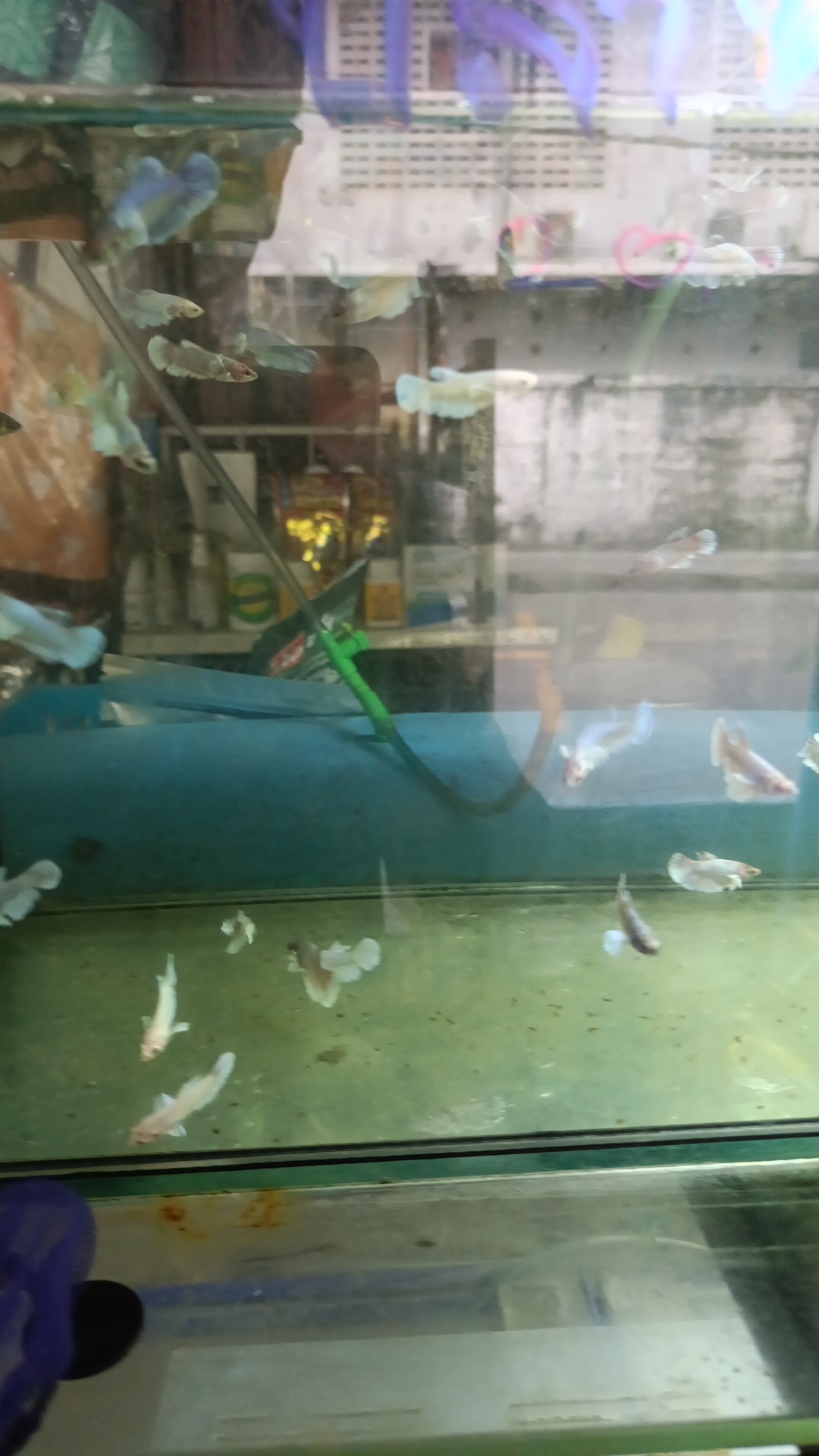 fish store