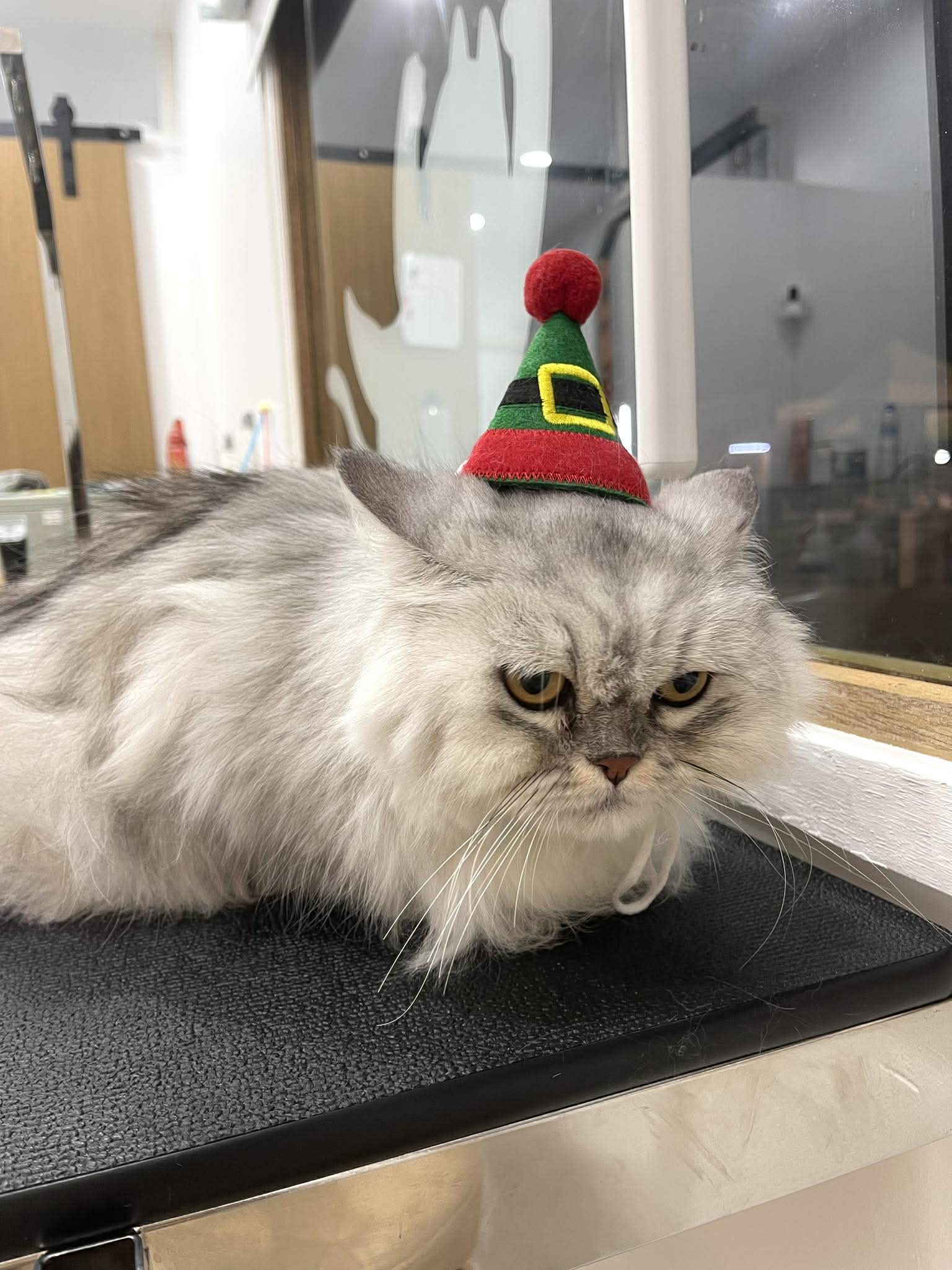 Furry Haus Grooming