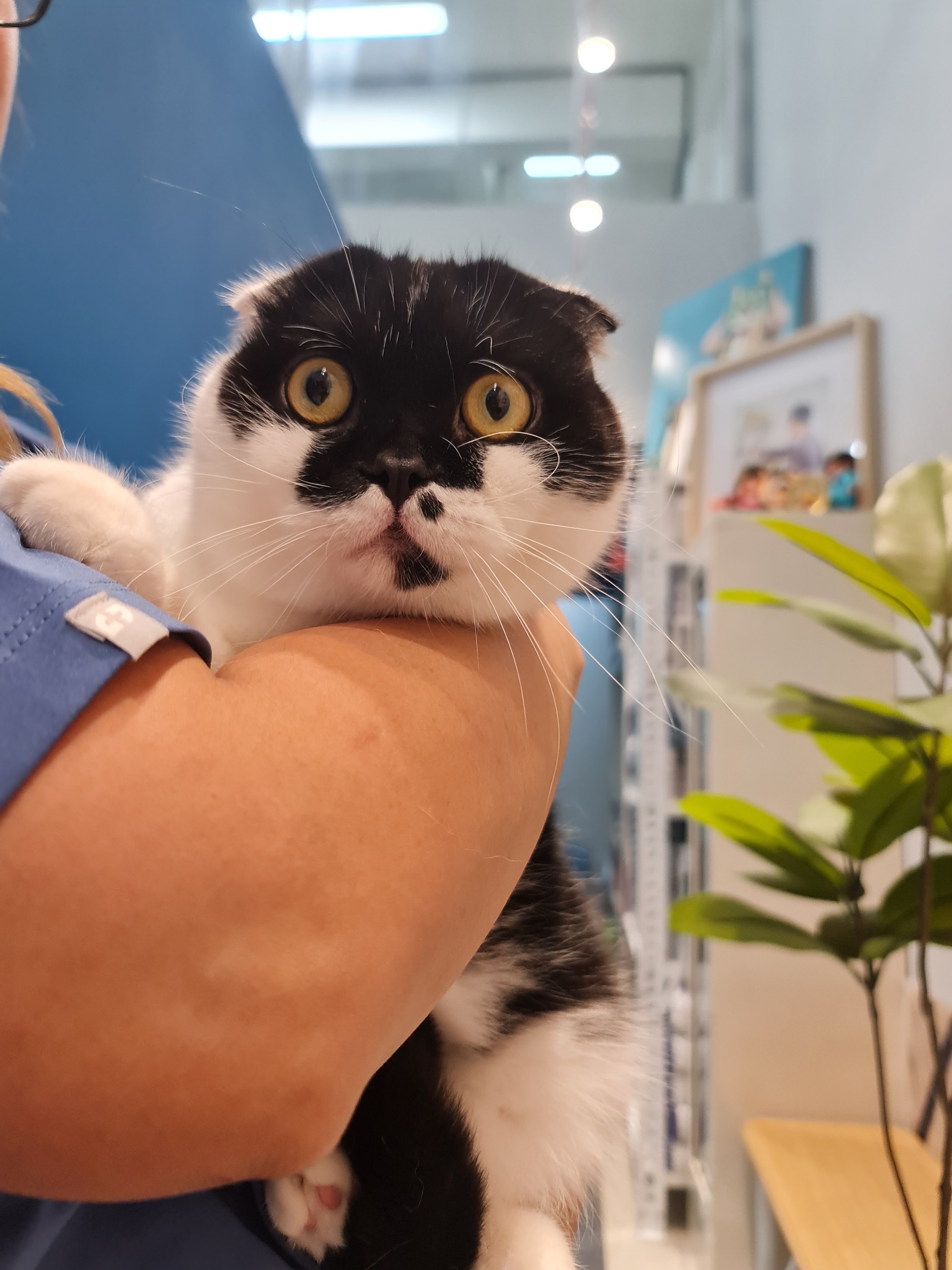 Gato Veterinary Clinic