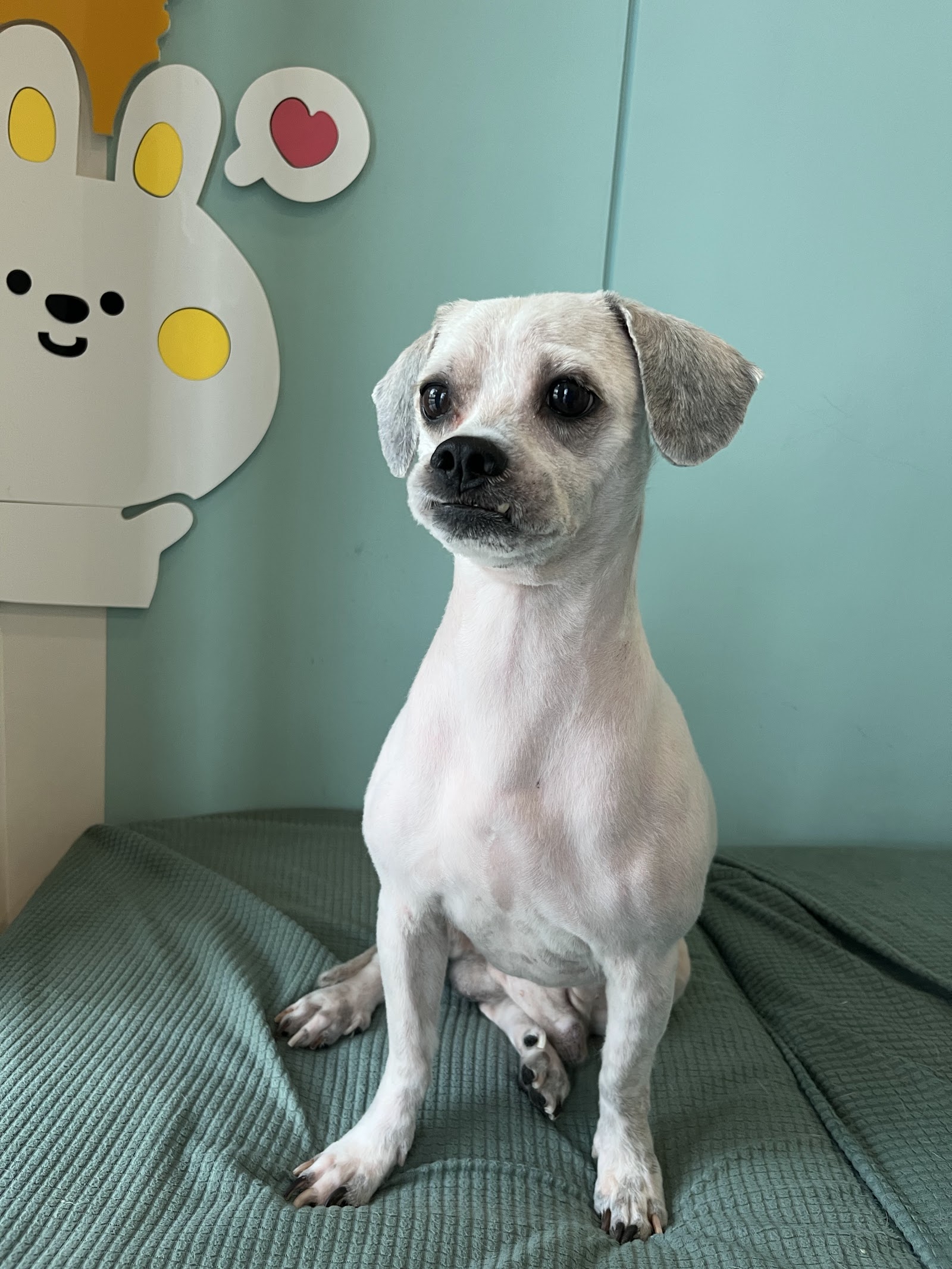 GIGI GROOMING HOUSE