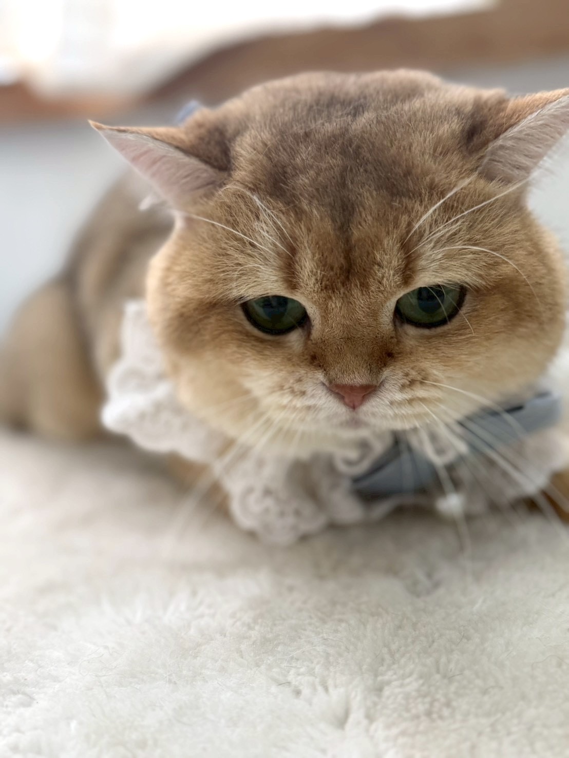 Great Grooming Ekachai36