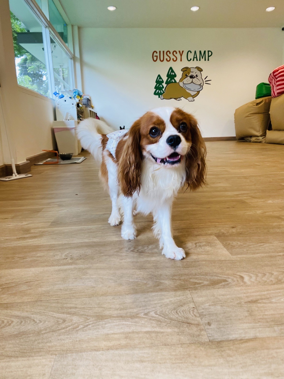 GUSSY CAMP