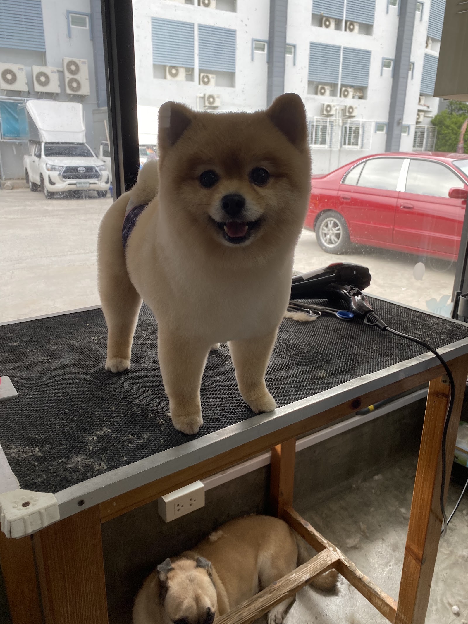 Happy dog