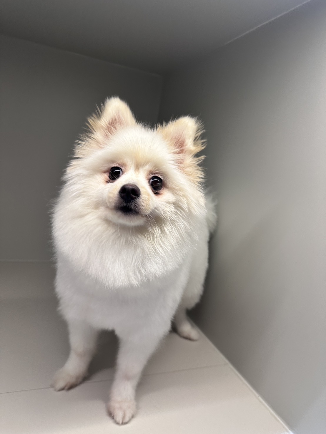 HAPPY PAWS PET HOSPITAL