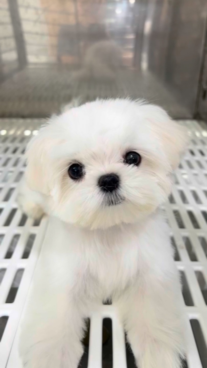 Happy Pet Care