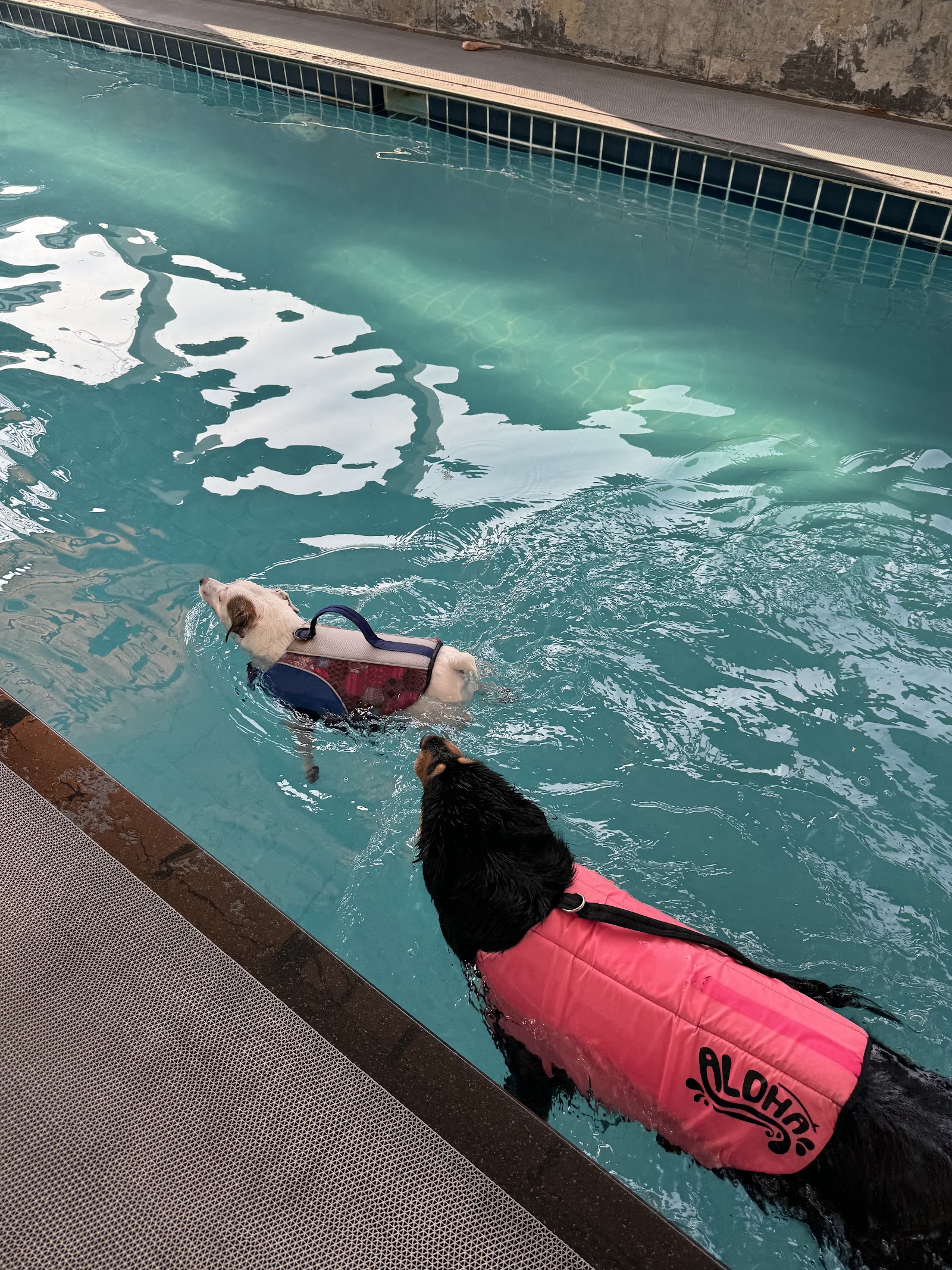 Happy Pup (Dog Swimming Pool and More)