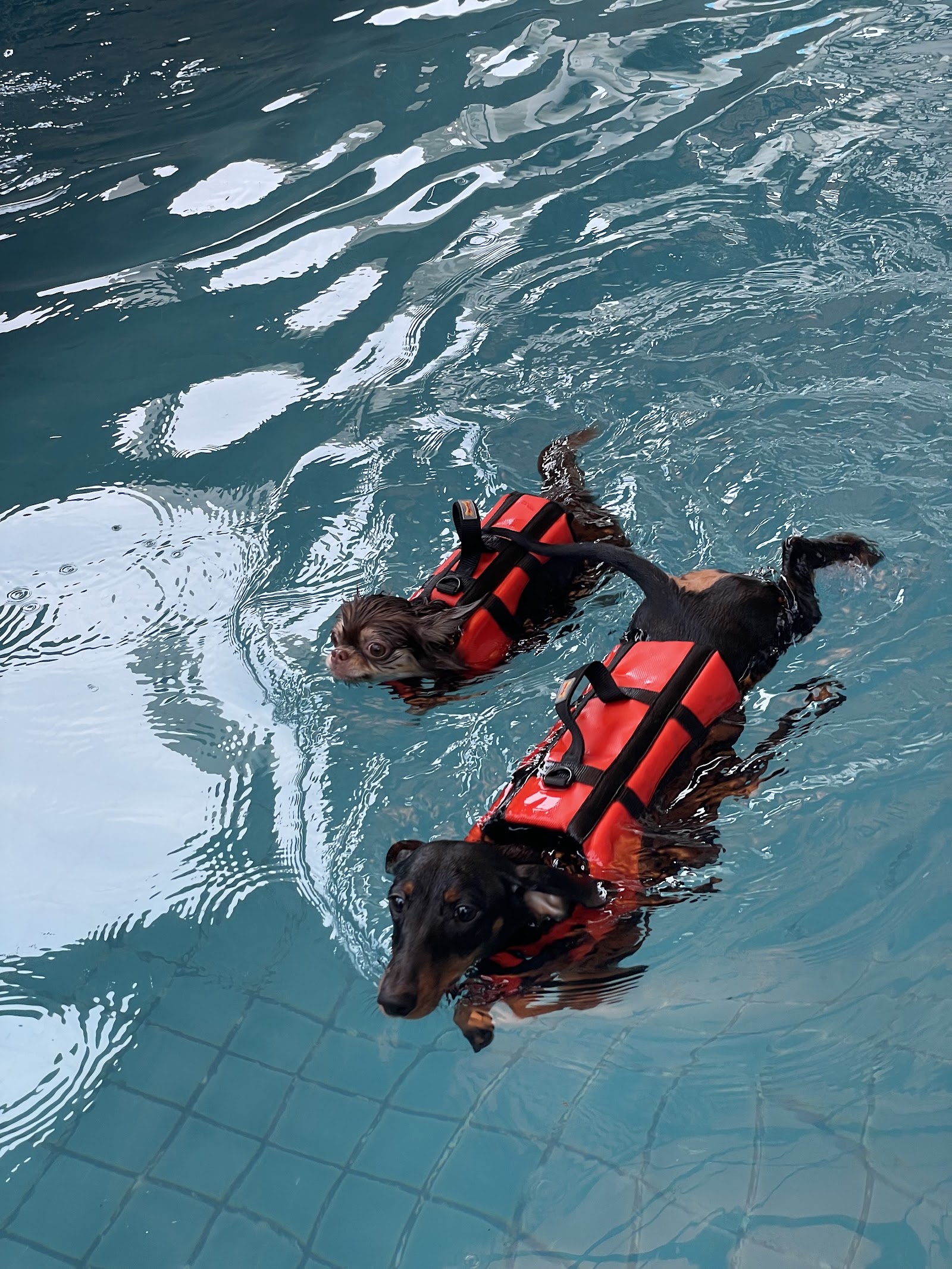 Happy Pup (Dog Swimming Pool and More)