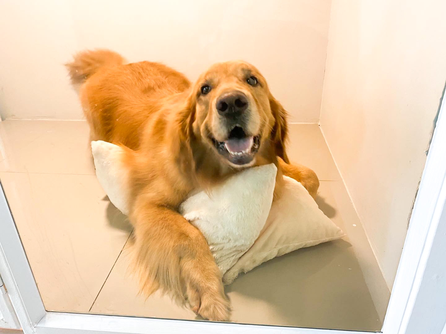 Happy Pup (Dog Swimming Pool and More)