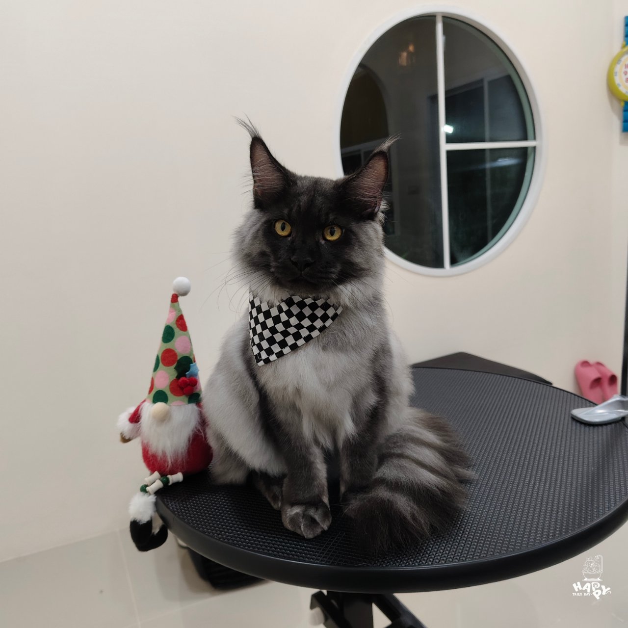 Happy Tails Day Grooming