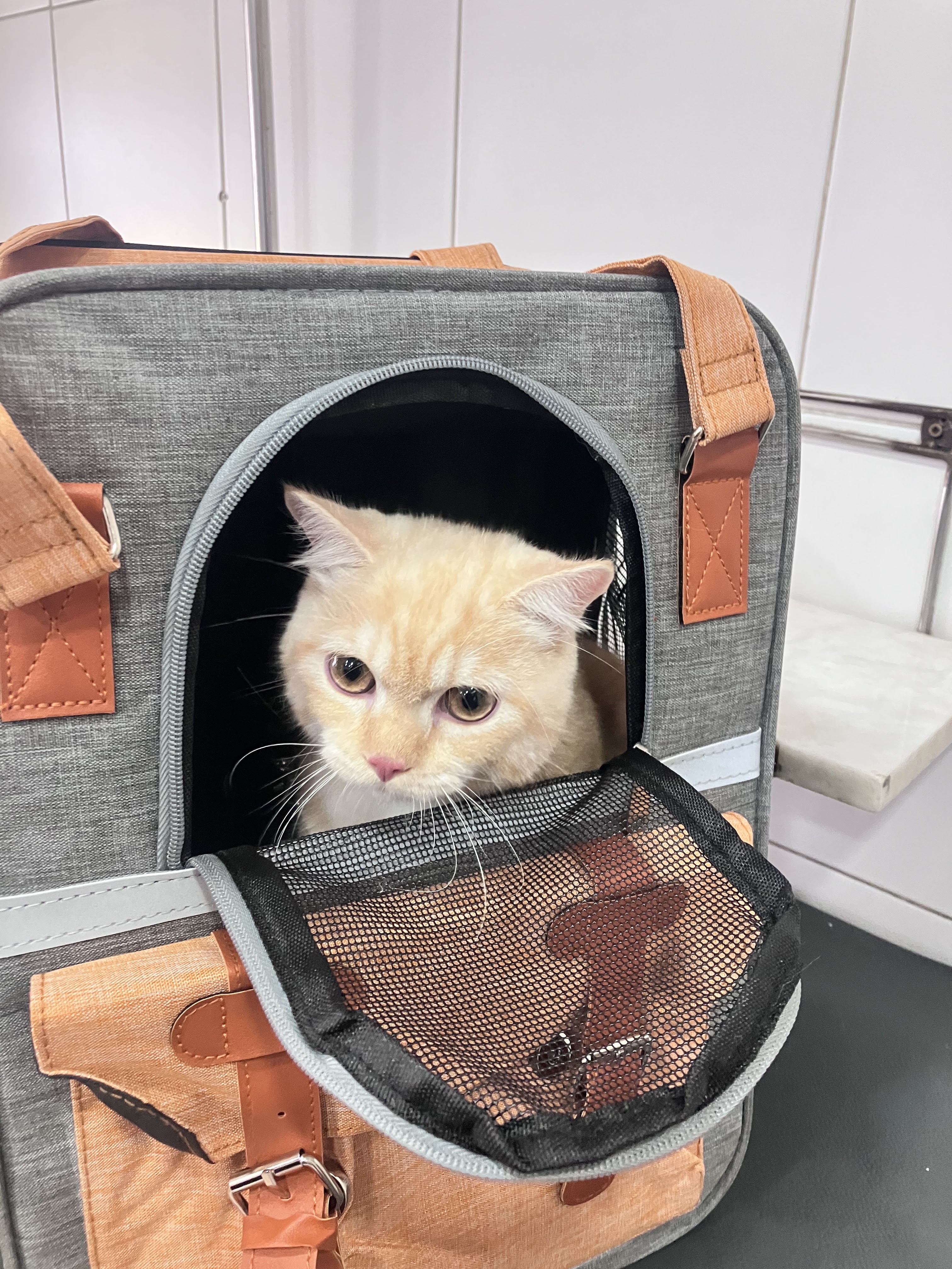 Happyland Animal Hospital
