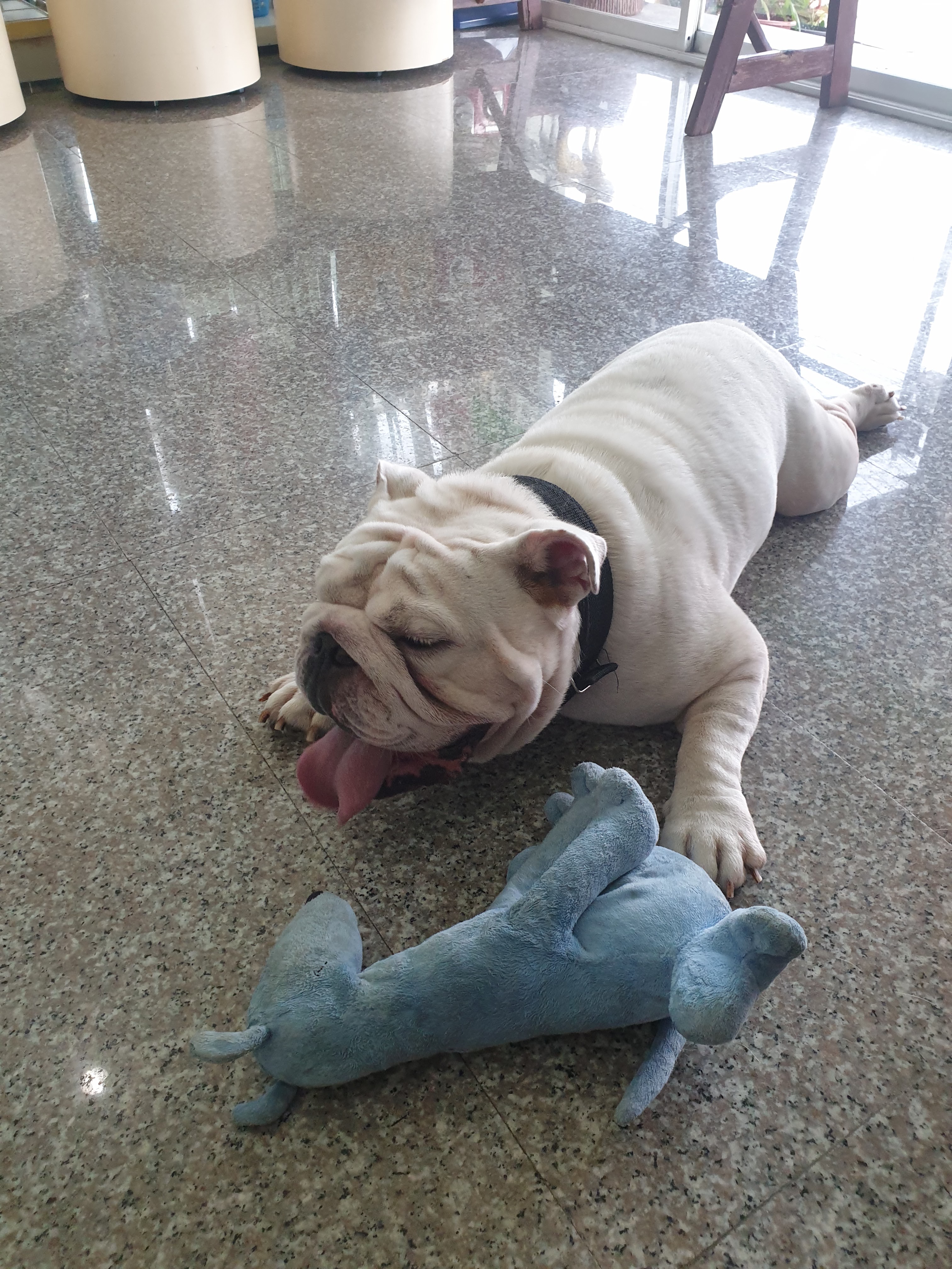 Hathairat Animal Protection Clinic