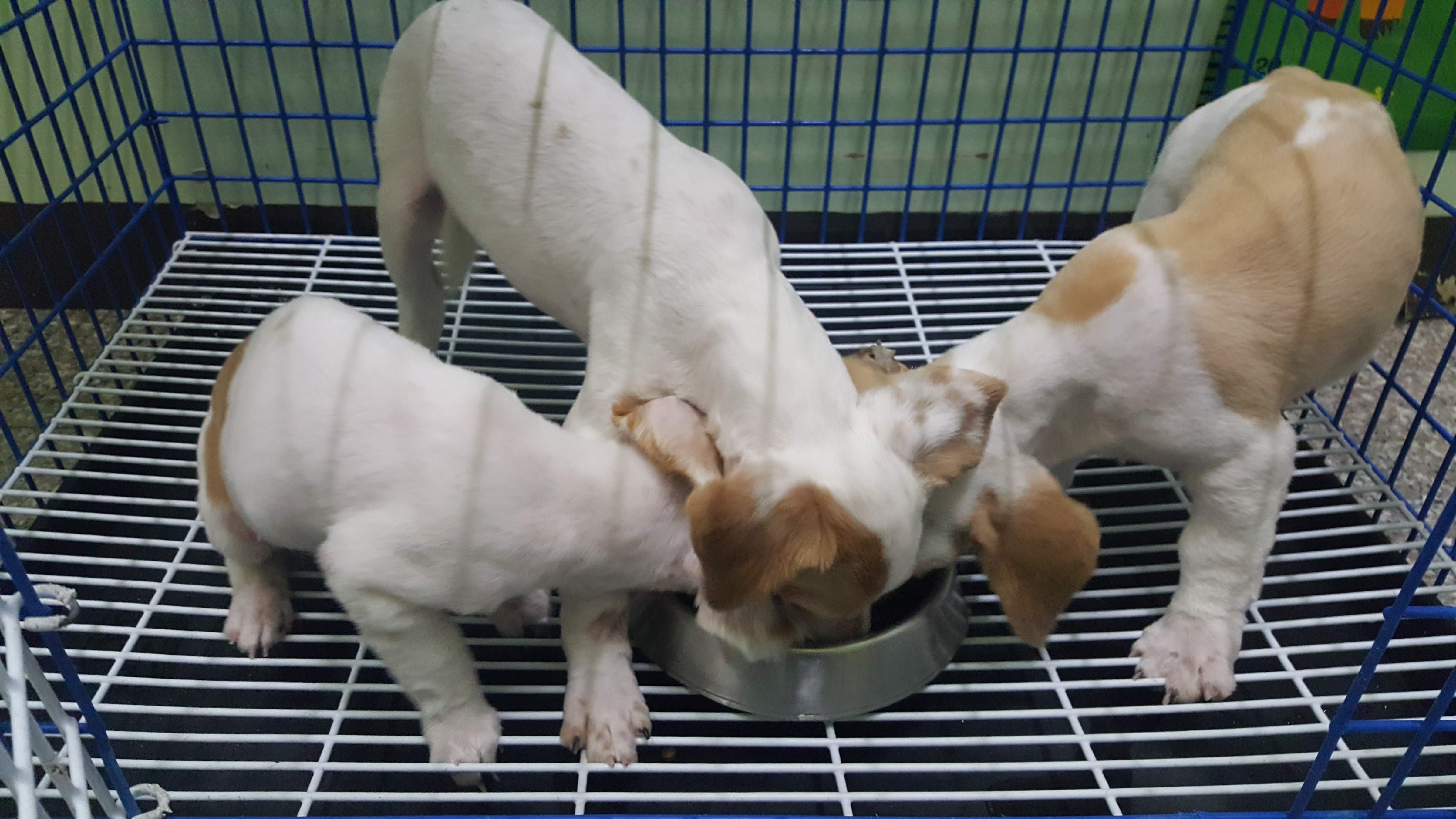 Hathairat Animal Protection Clinic