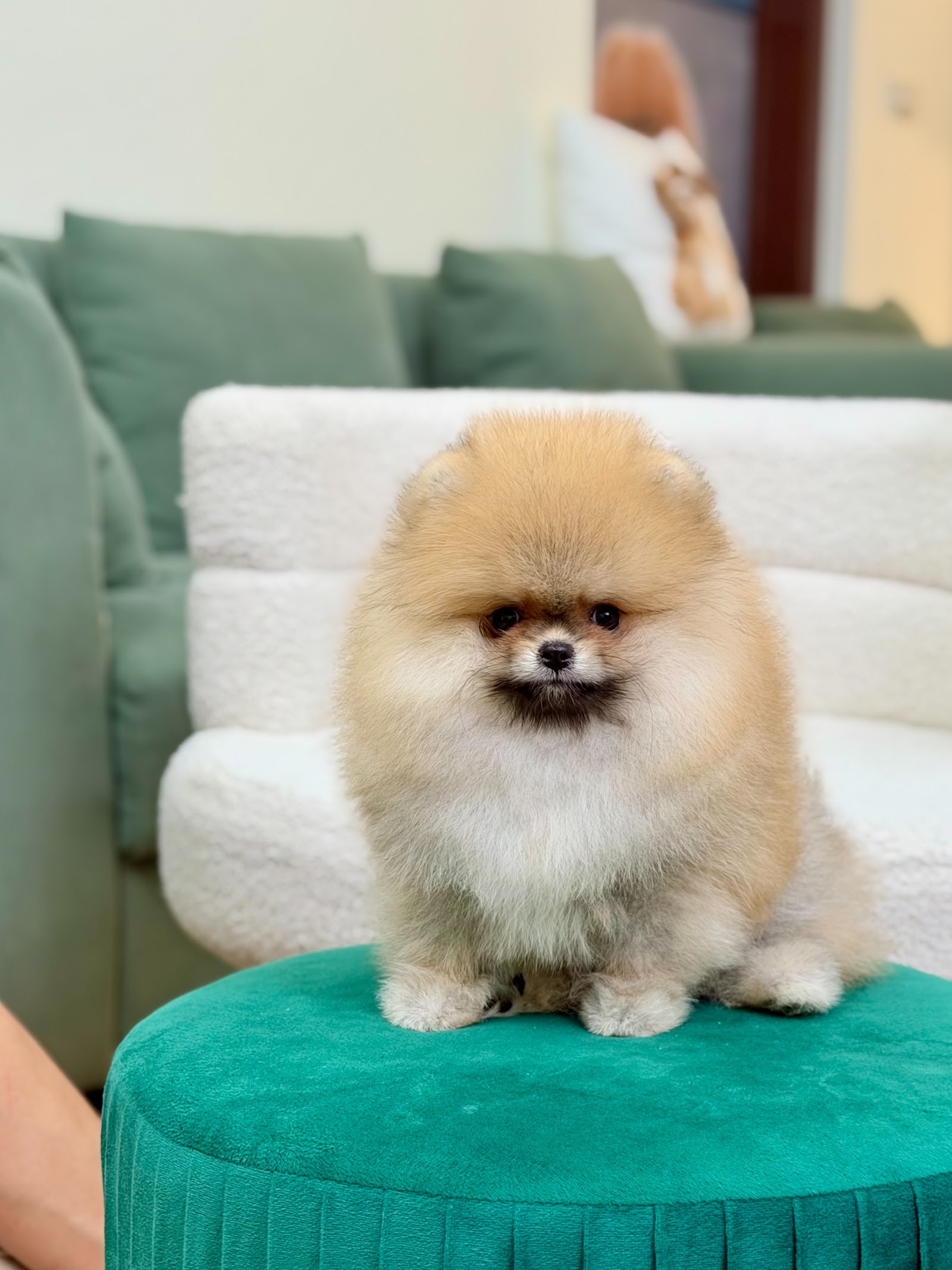 Hero's Pom