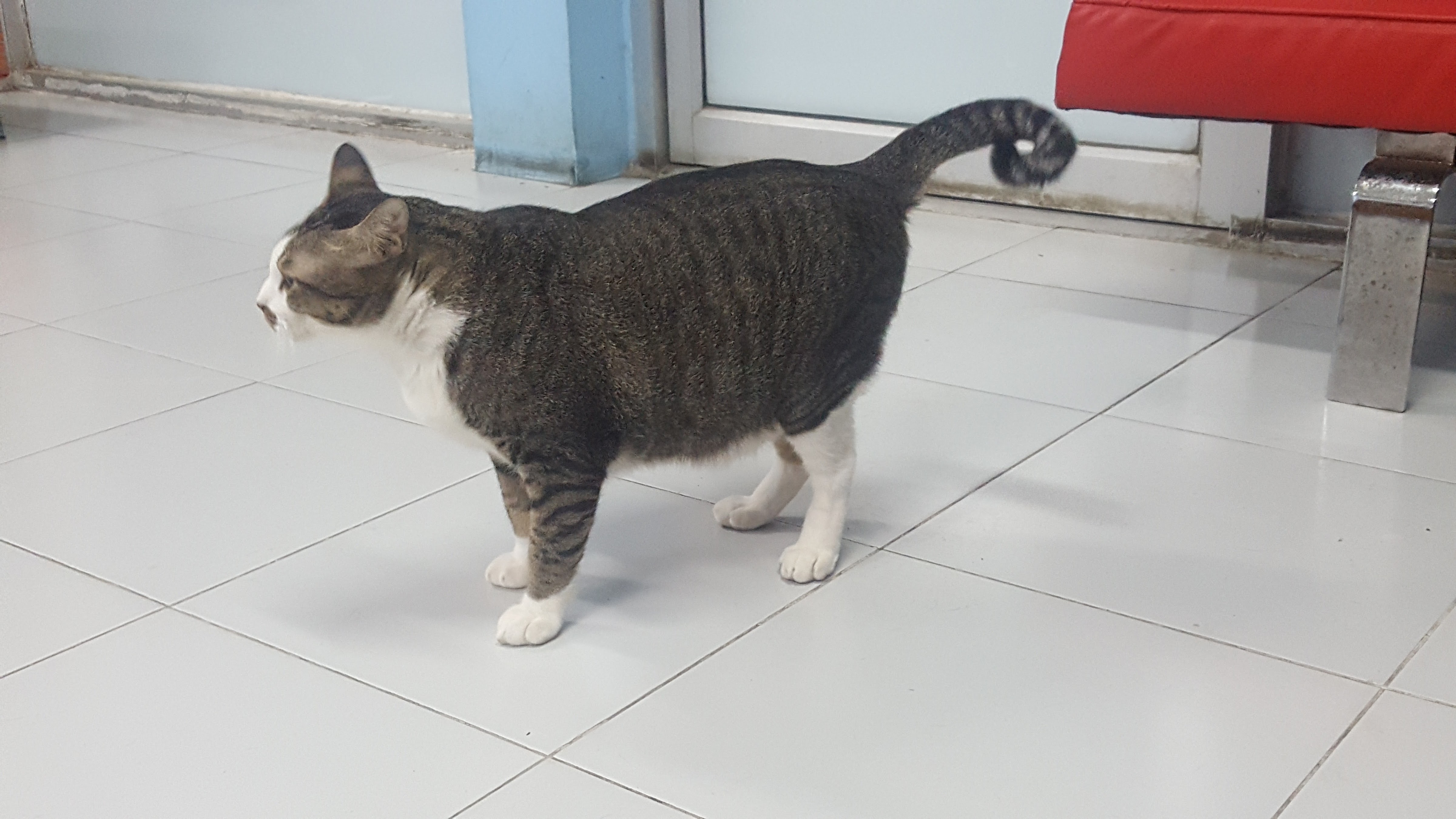 Hua Mak Pet Place