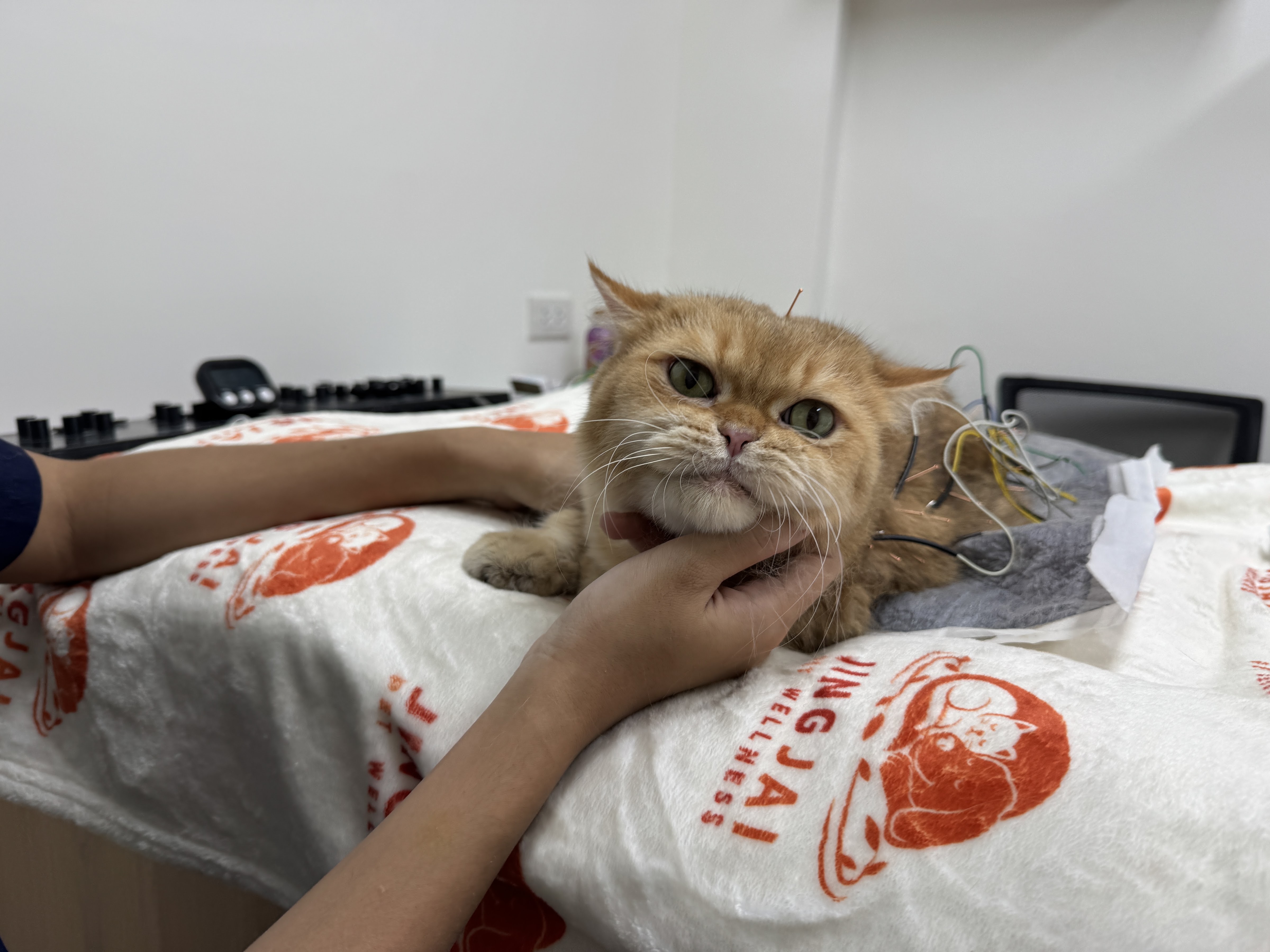 JingJai Pet Wellness Acupuncture and Rehab Center