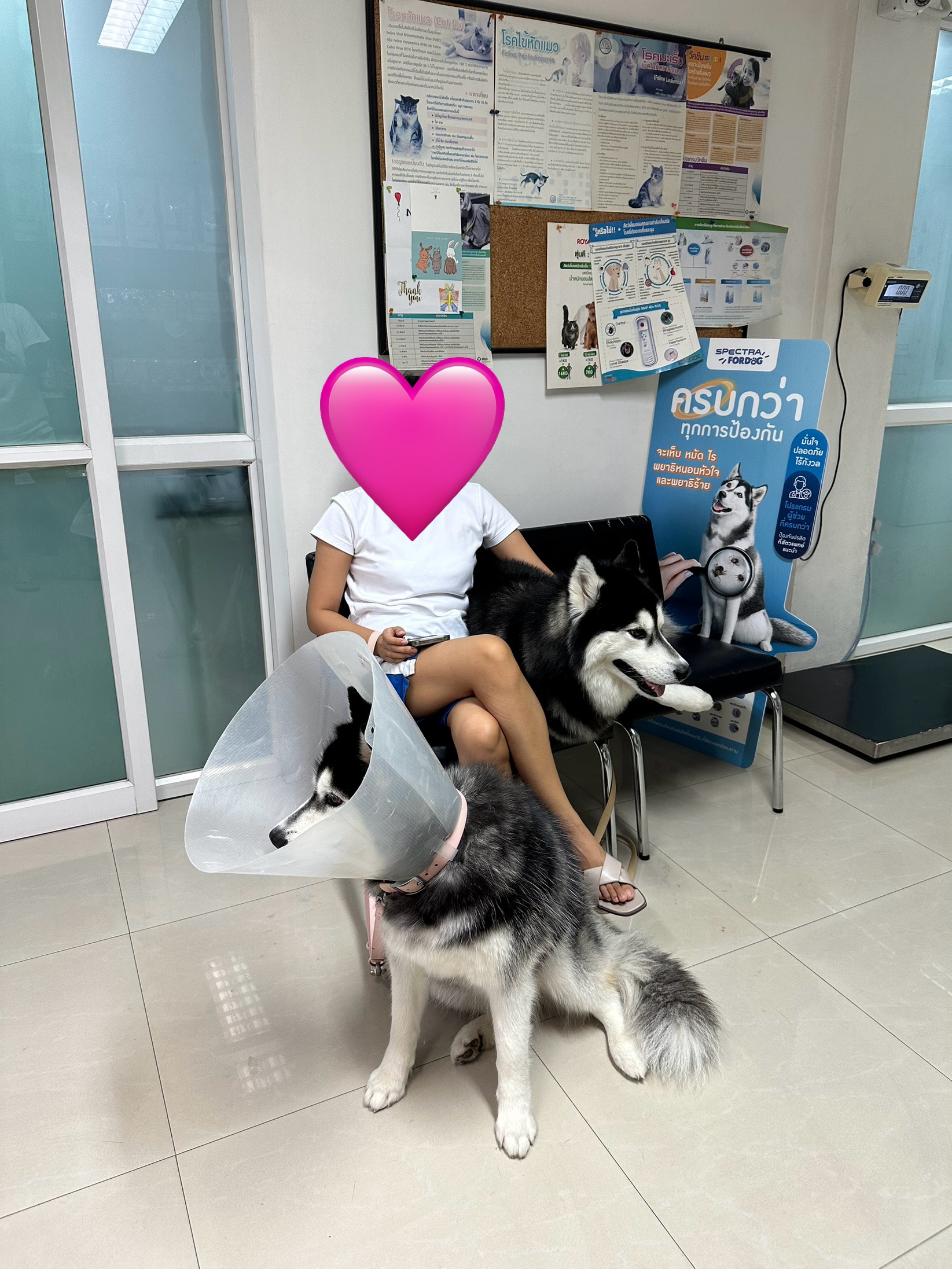 KB Pet Hospital