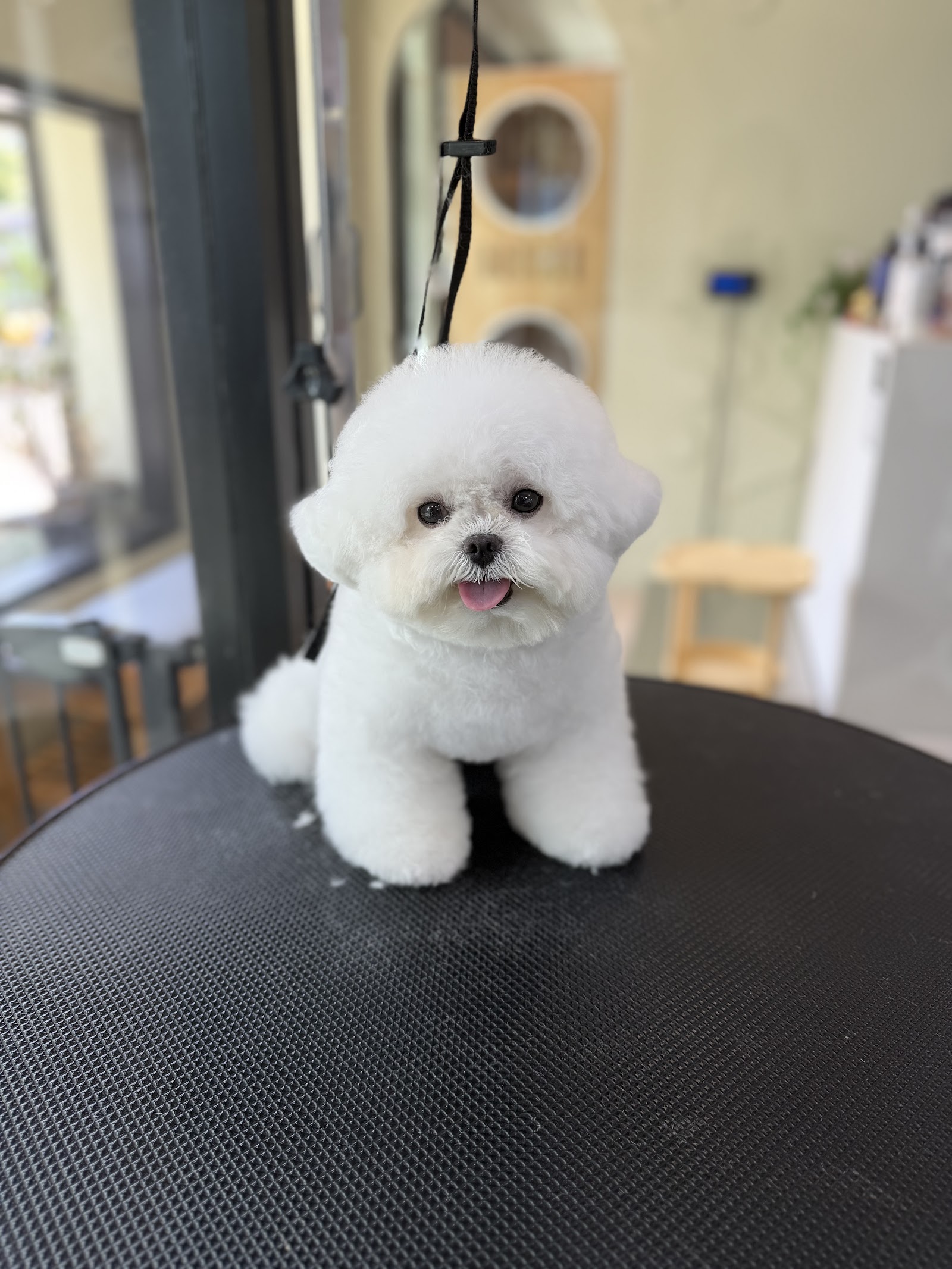 Kensington Pet Salon & Hotel