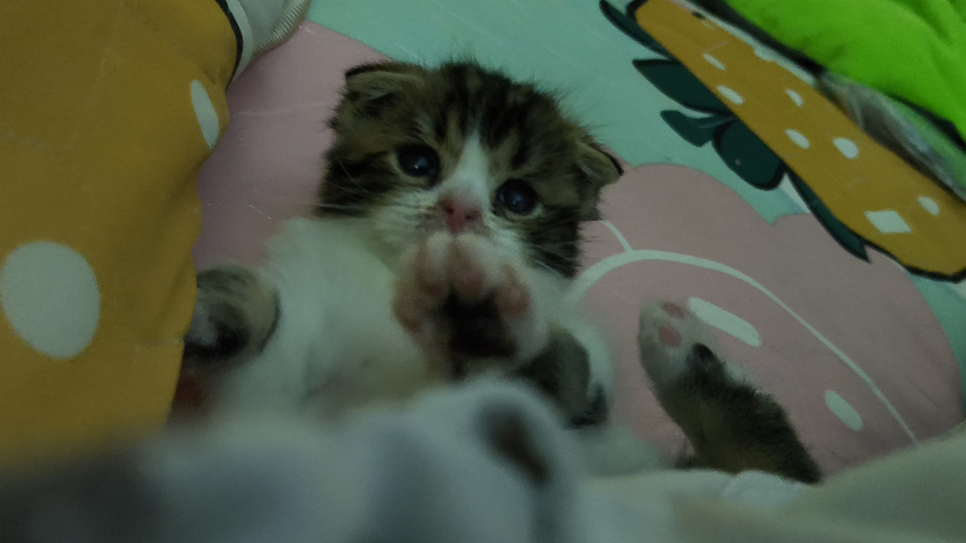 Khaithong Pet Care Clinic