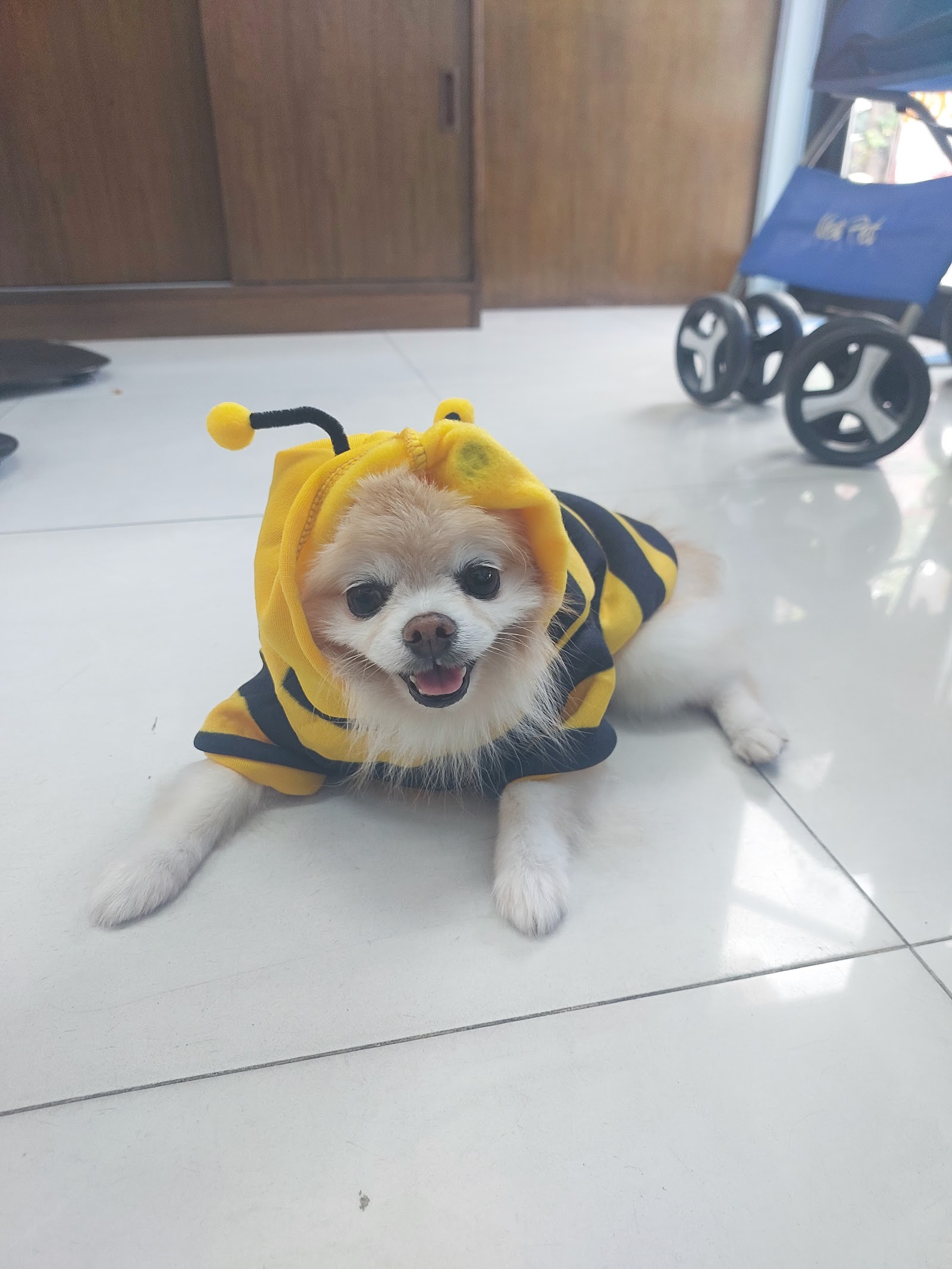KhunPa Pet Grooming