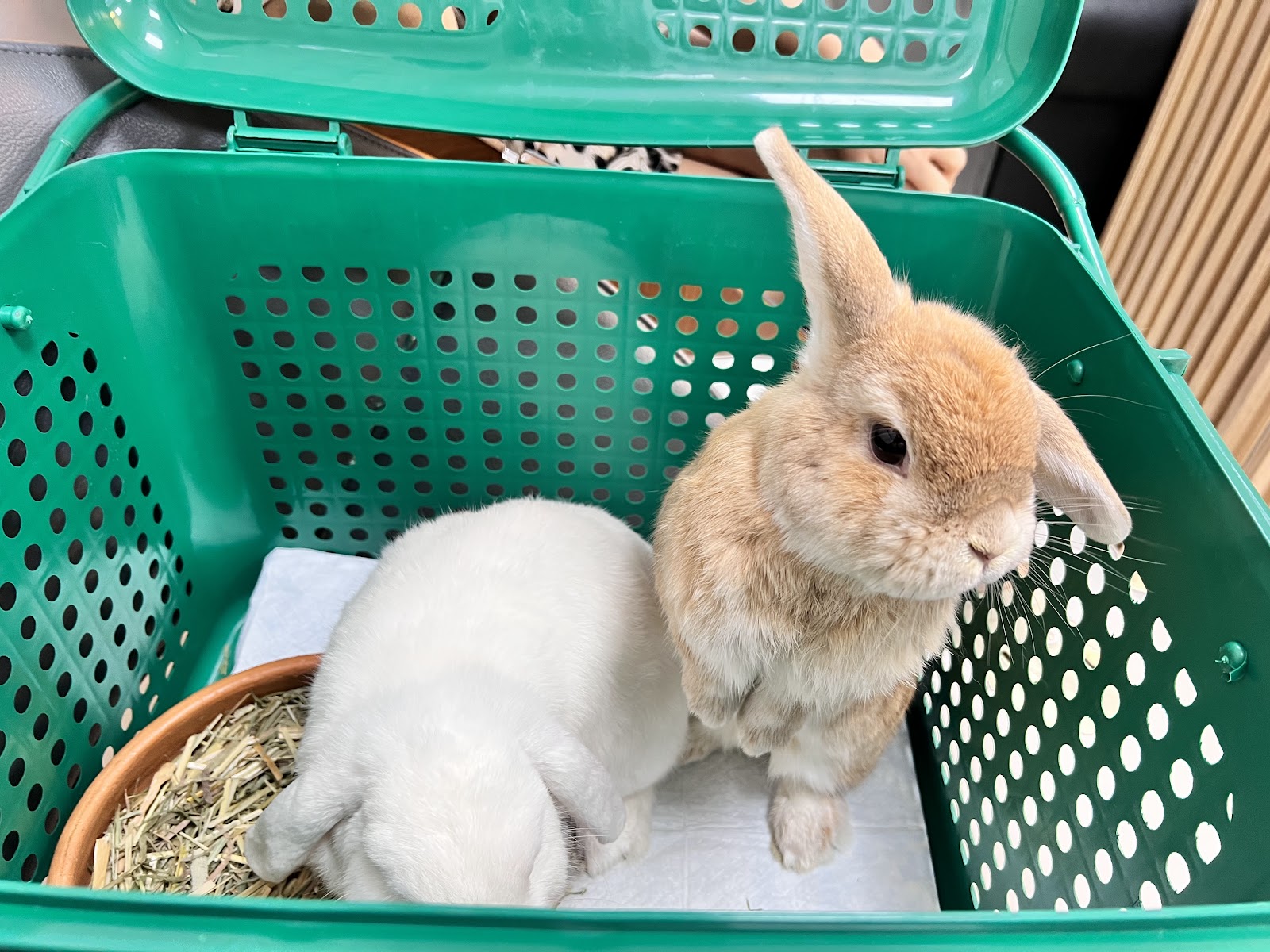 Kwuncum Animal Hospital
