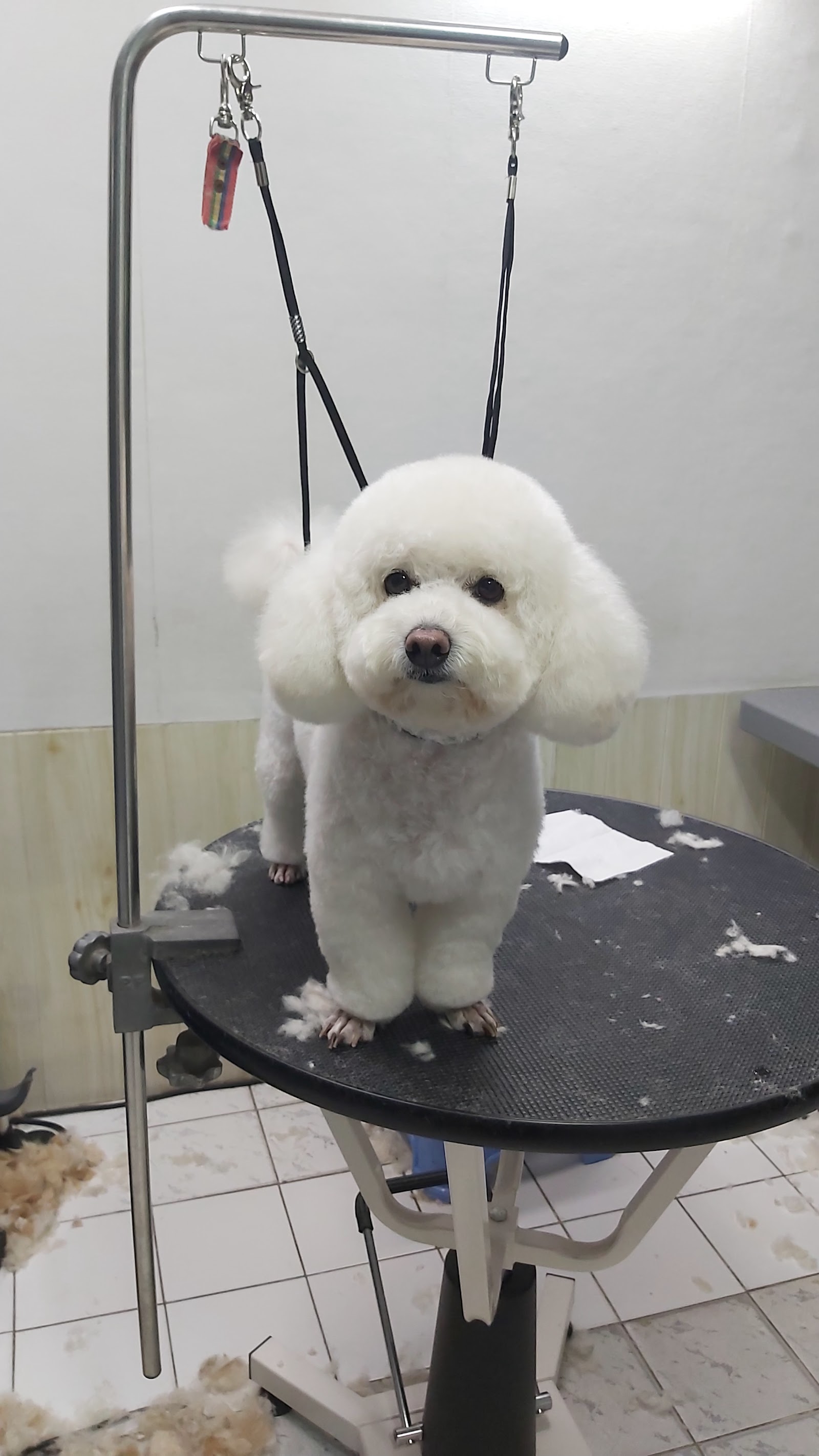 Little Dog