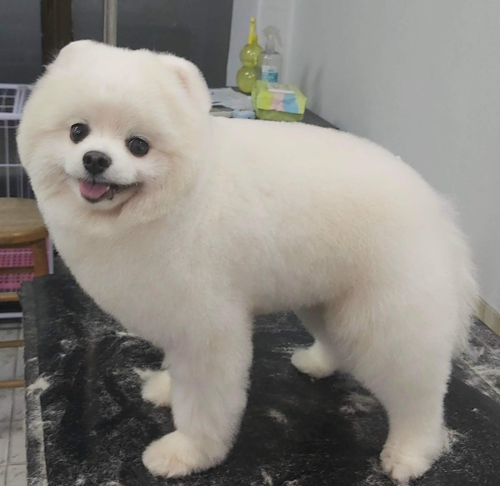 Little Dog