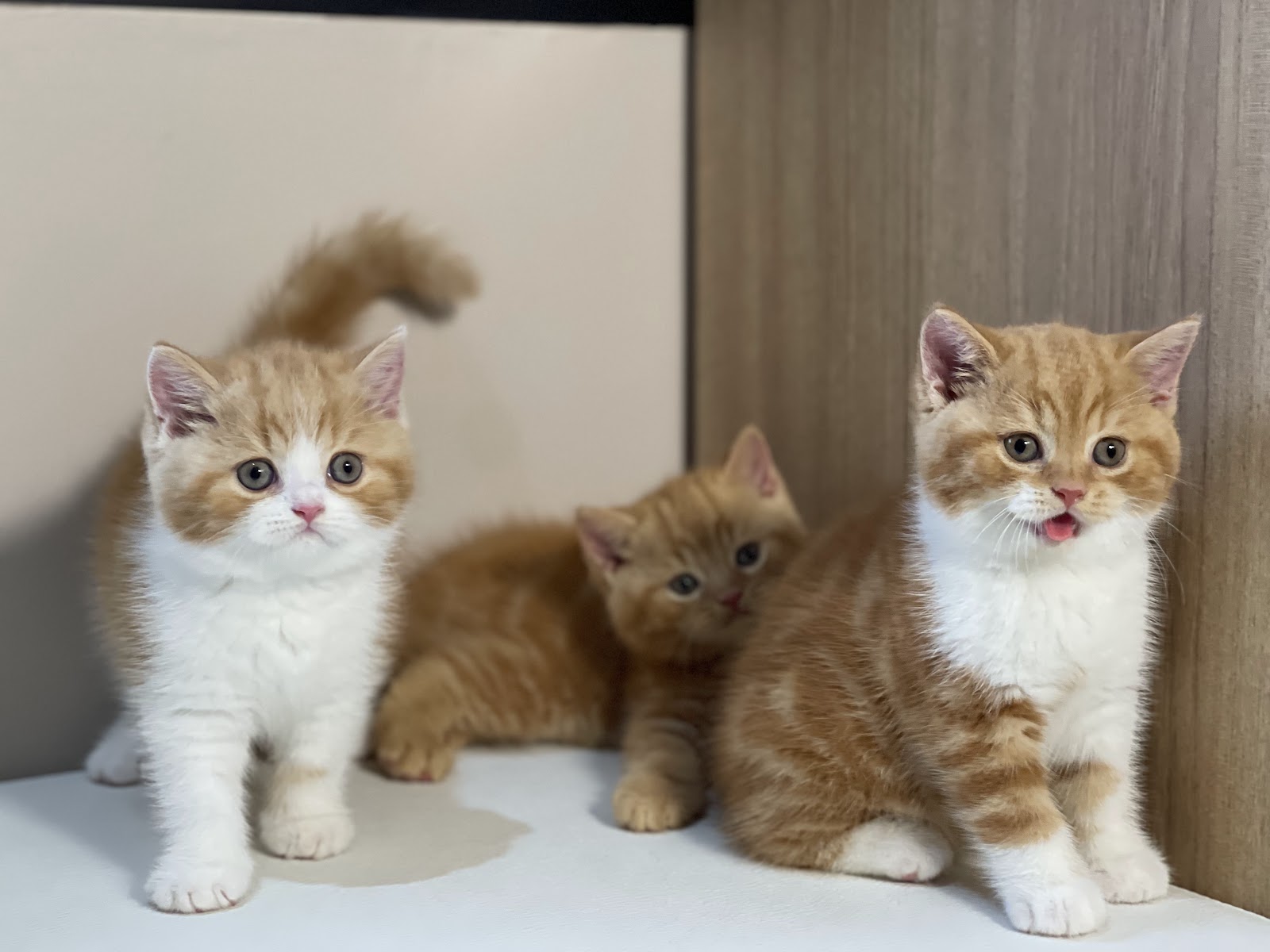 Little Smile Cattery