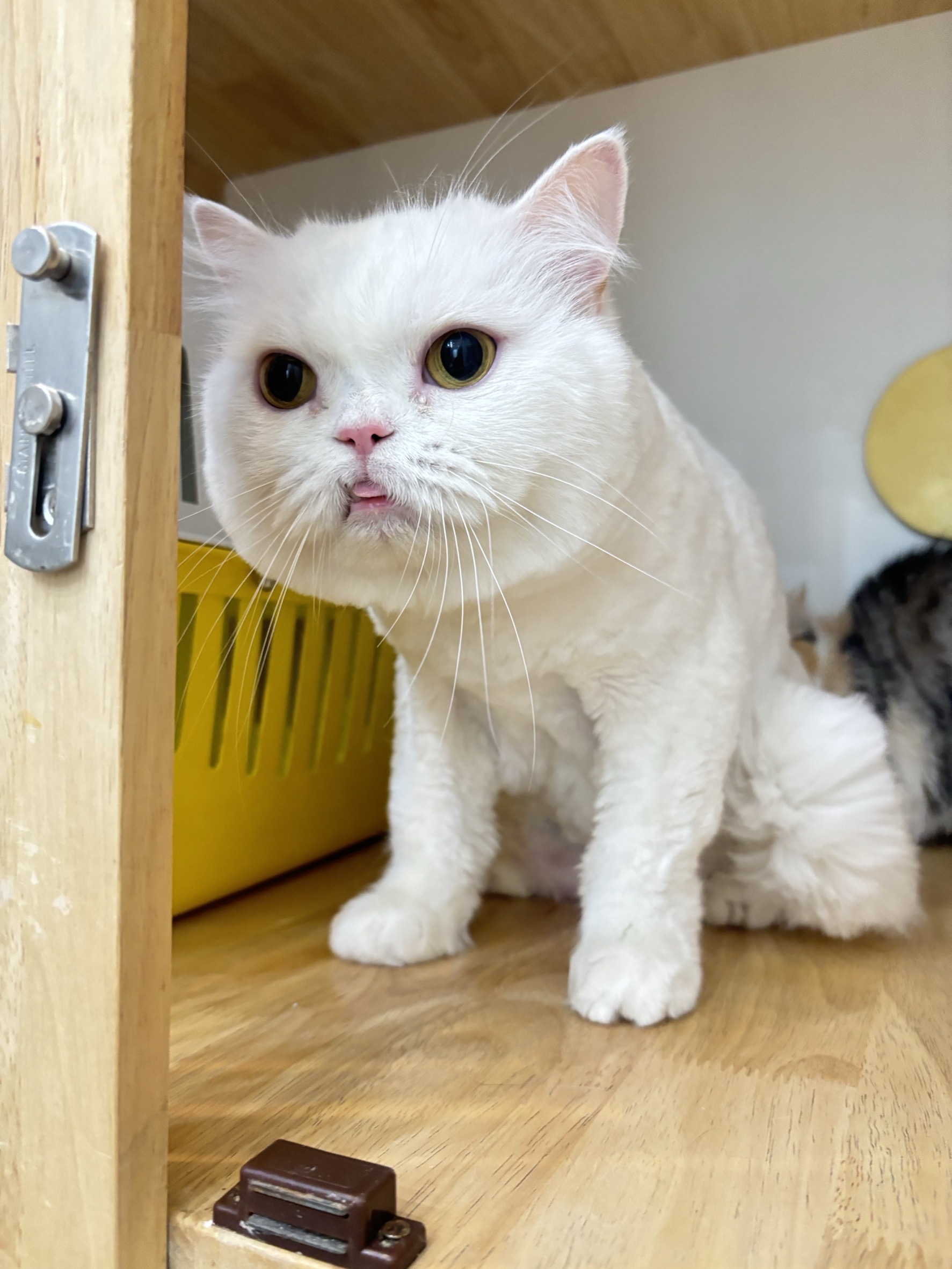 Little Tail Pet Care Services