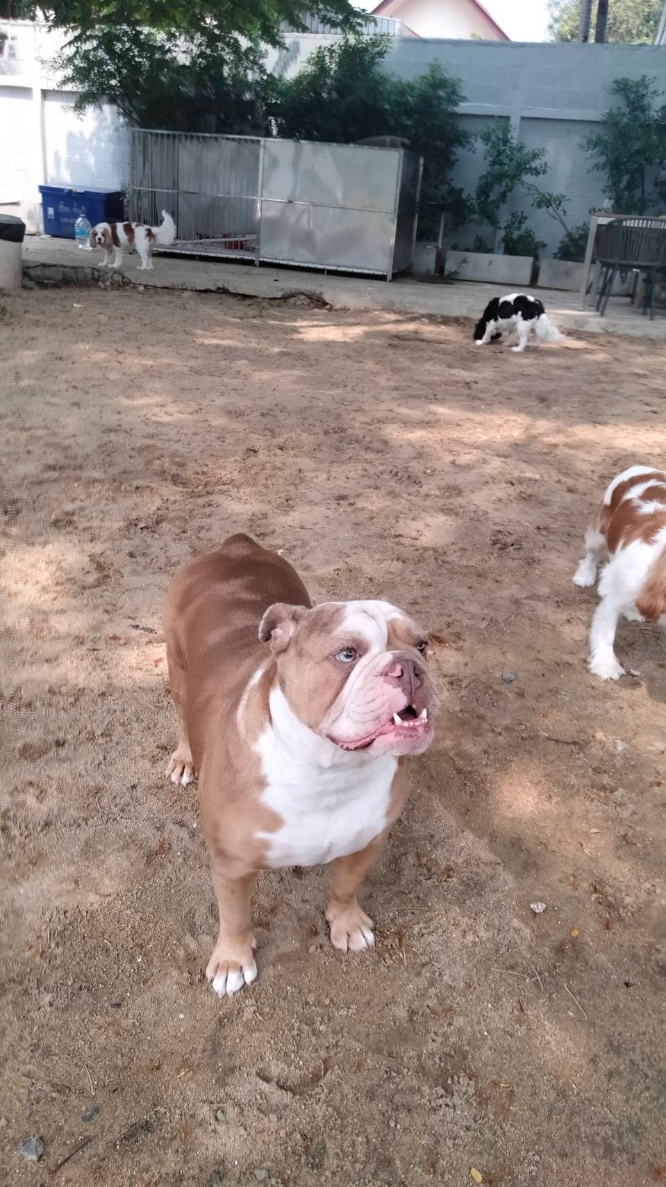 Lookjadogstay