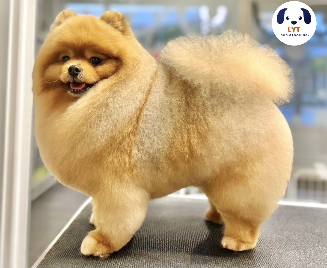 LYT Dog Grooming Hotel & Spa -- @ 65