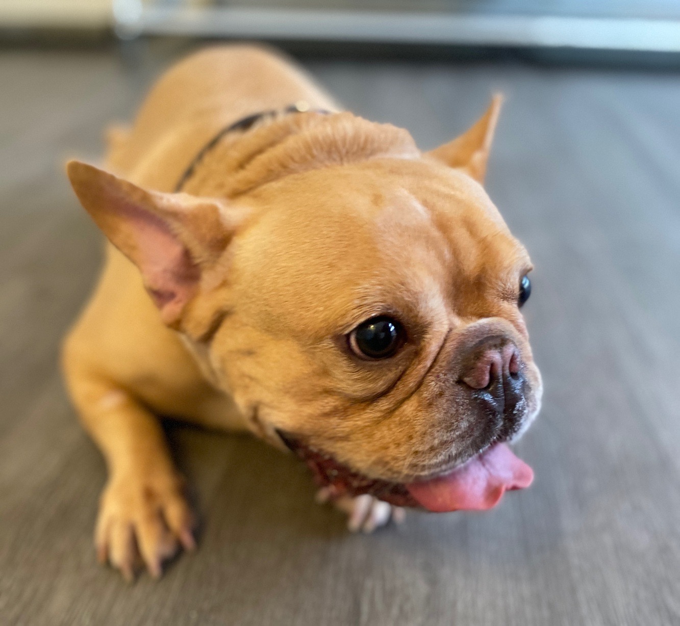 LYT Dog Grooming Hotel & Spa -- @ 65