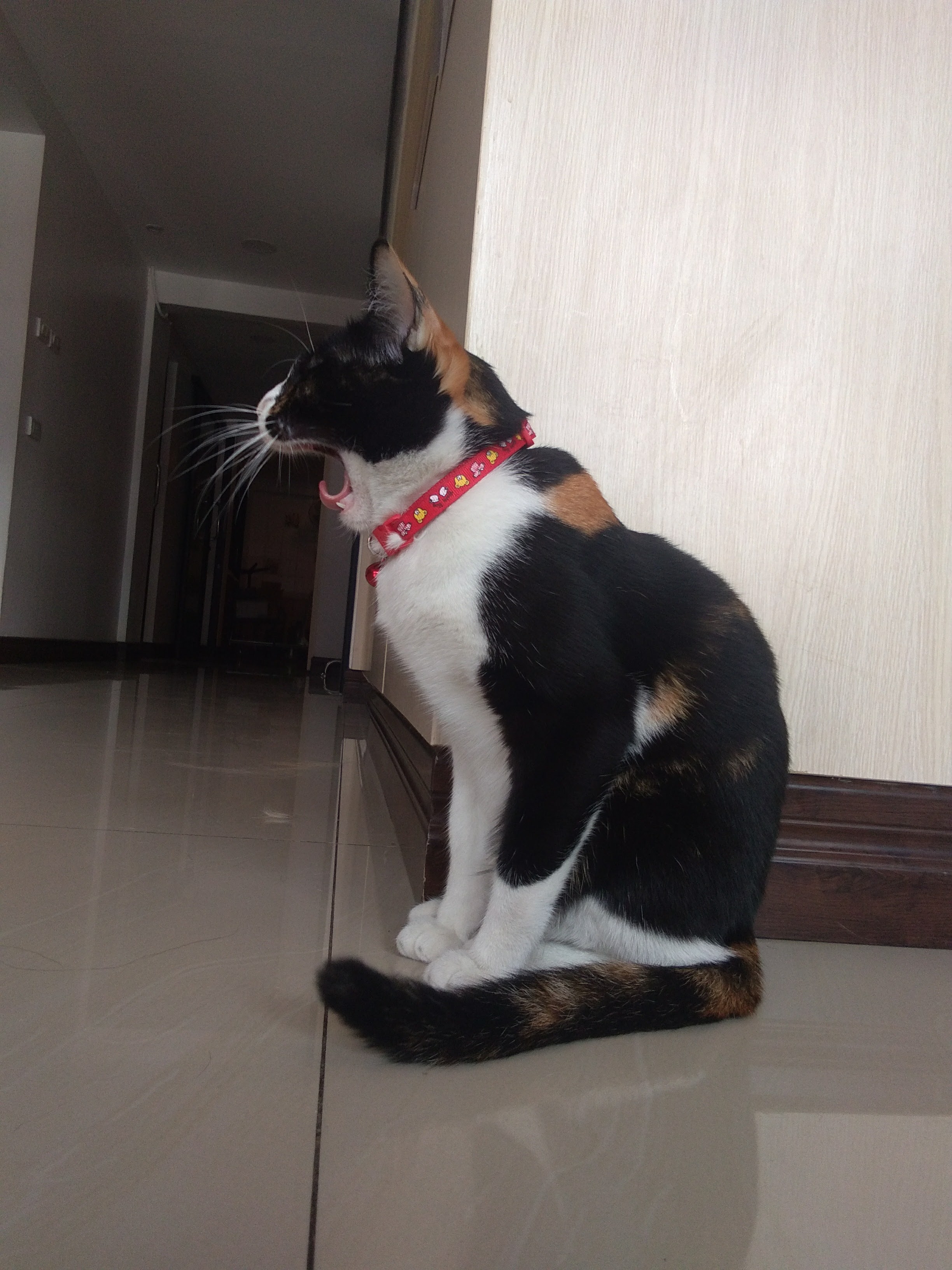 Mahanakorn Animal Hospital