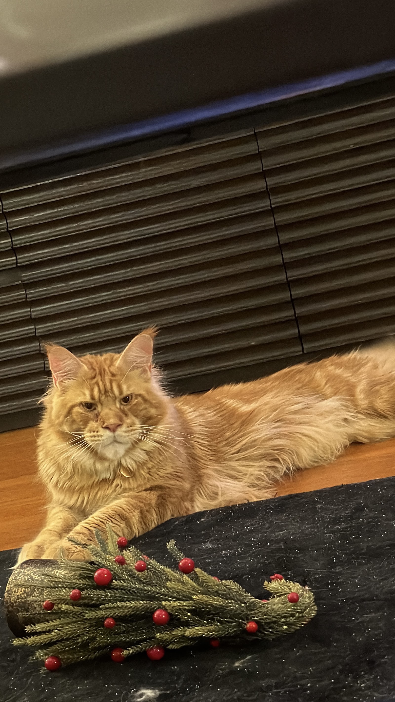 Maine Coon Thailand - QT Coons Bangkok