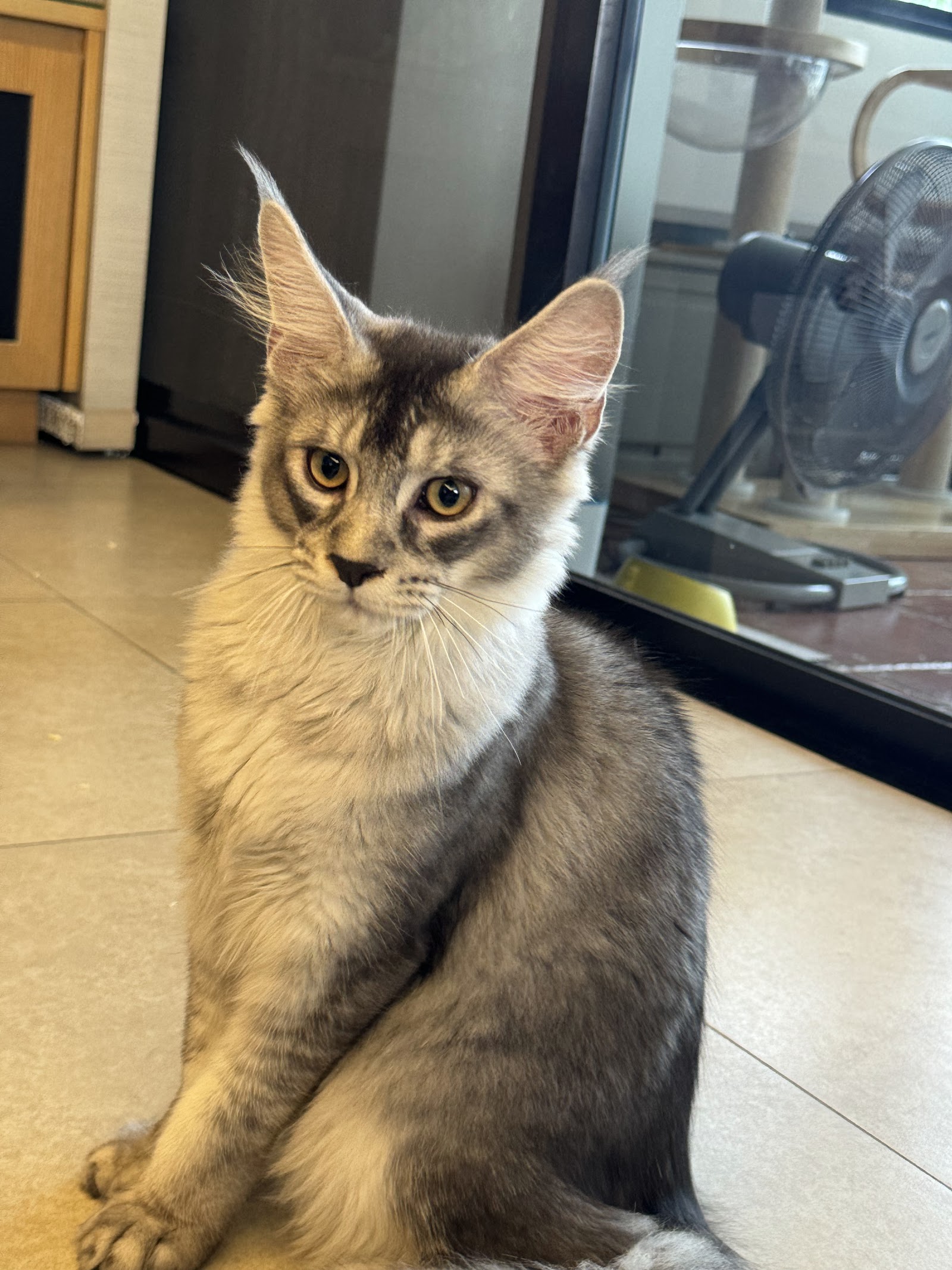 Maine Coon Thailand - QT Coons Bangkok